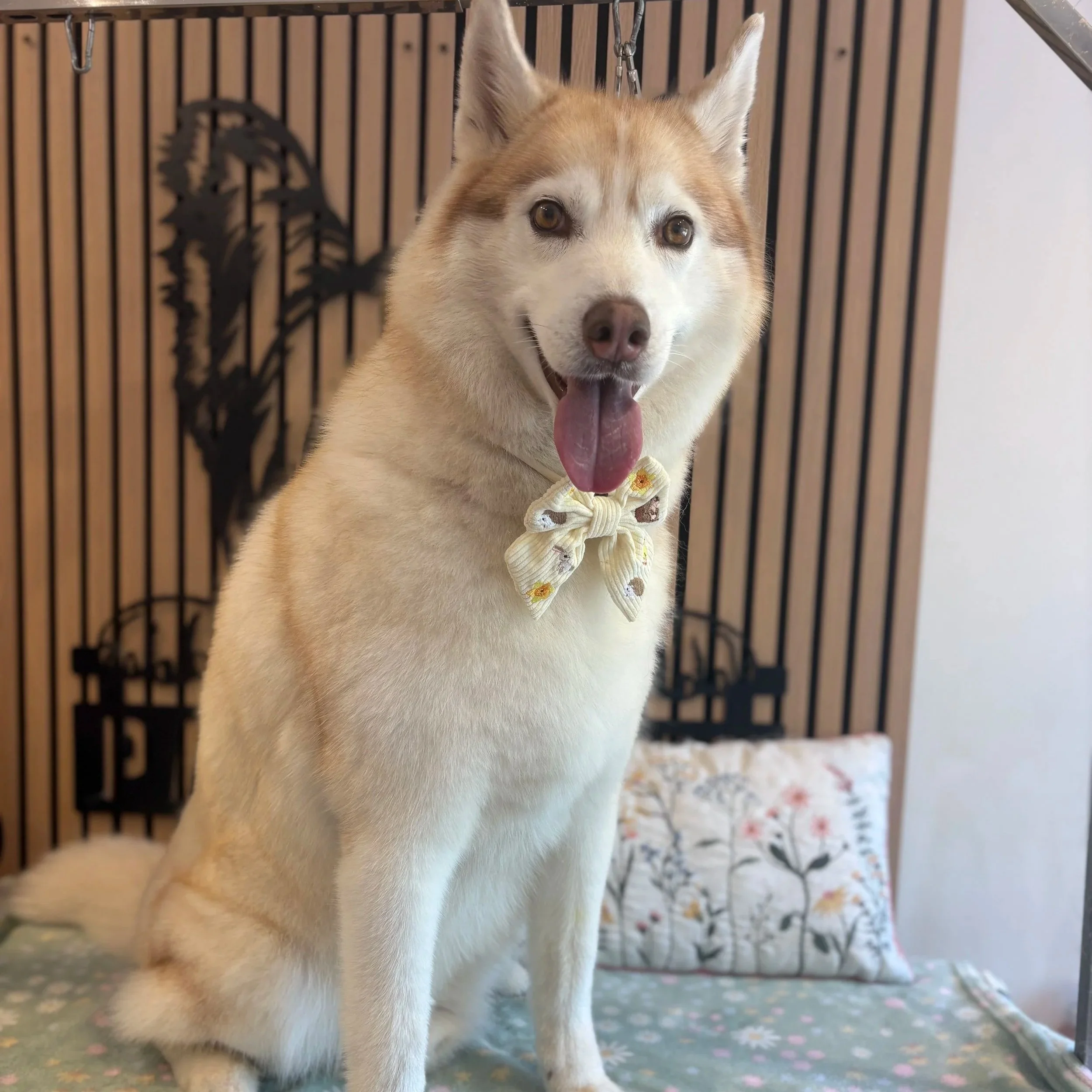 Kodi - Full Groom