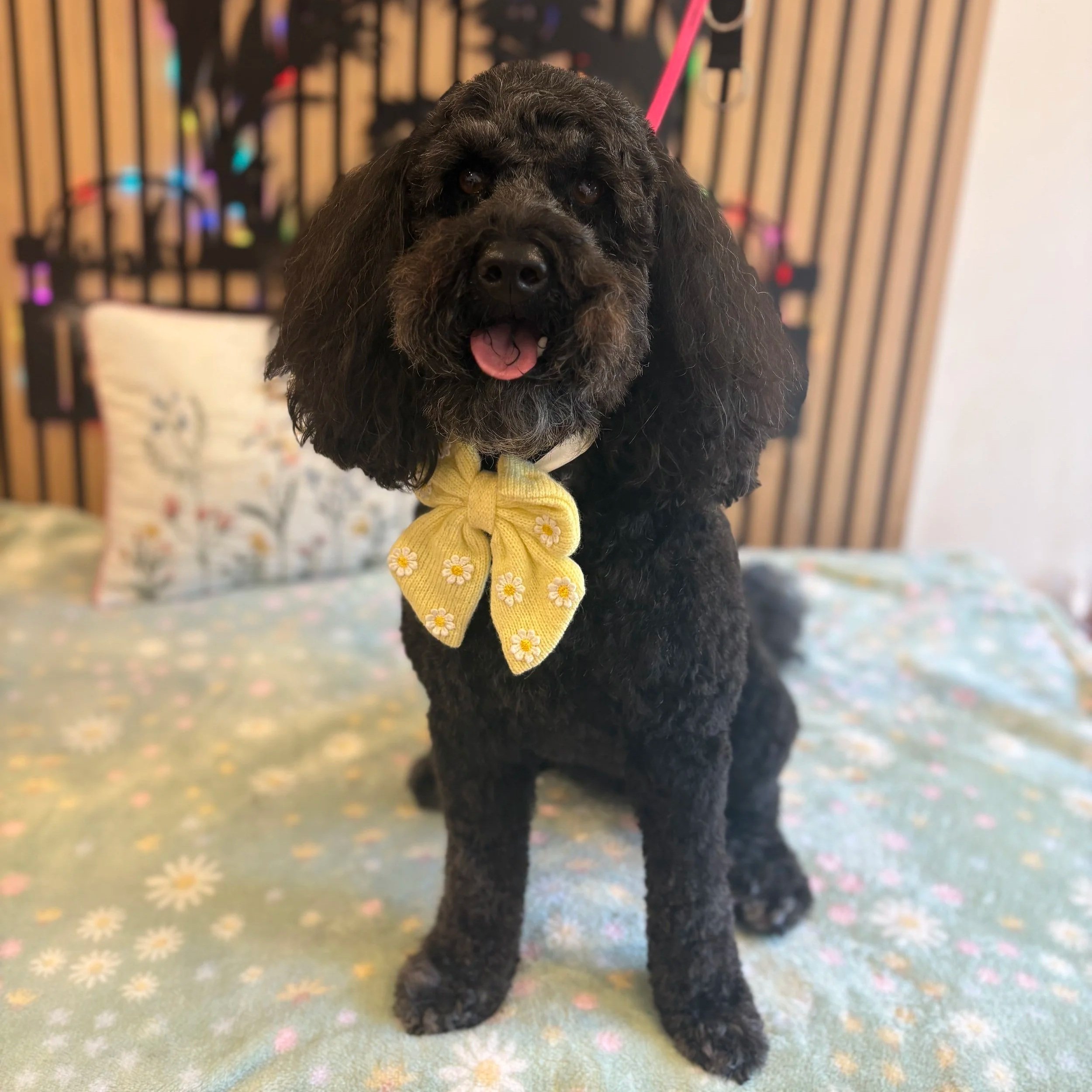 Gertie Full Groom