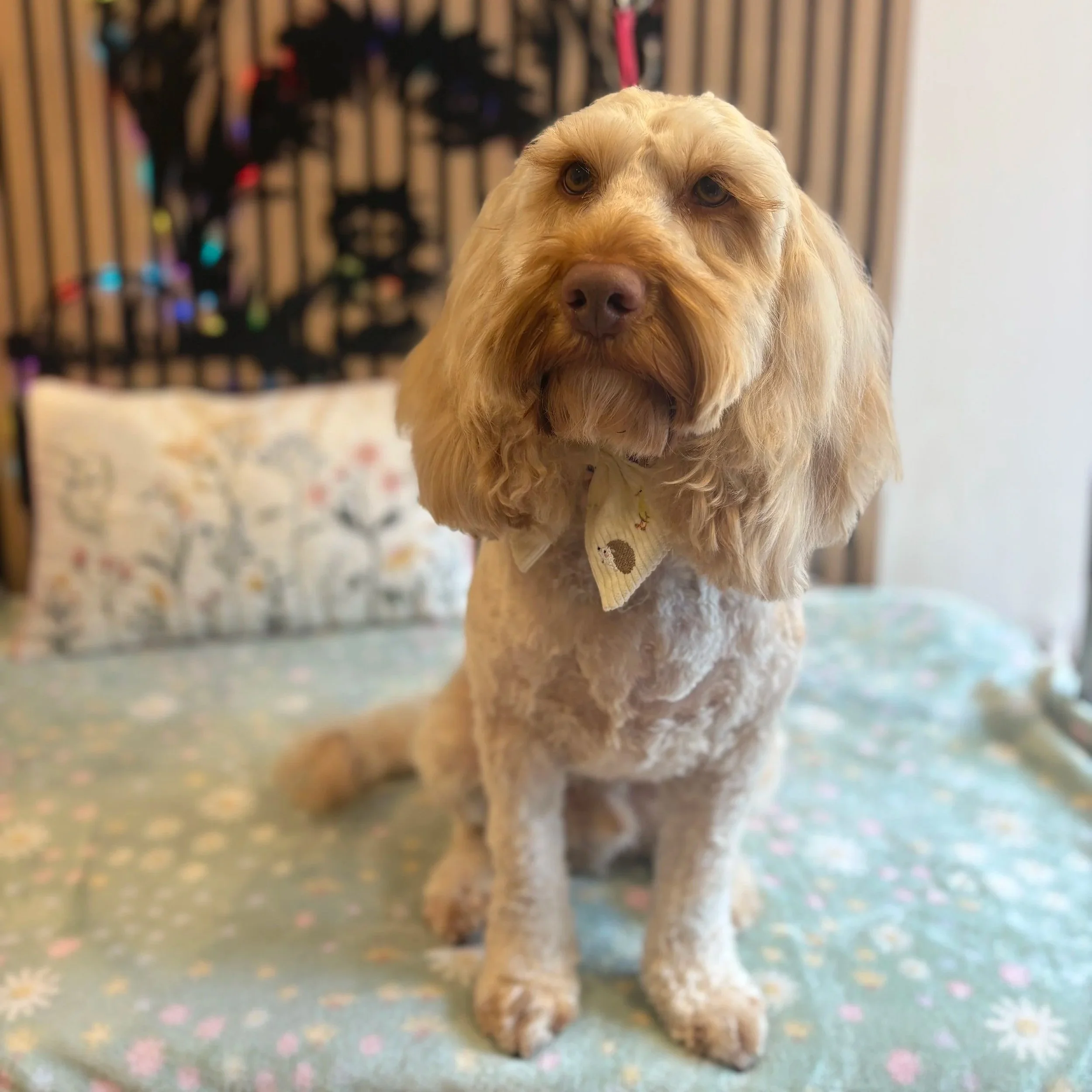 Scamp - Full Groom