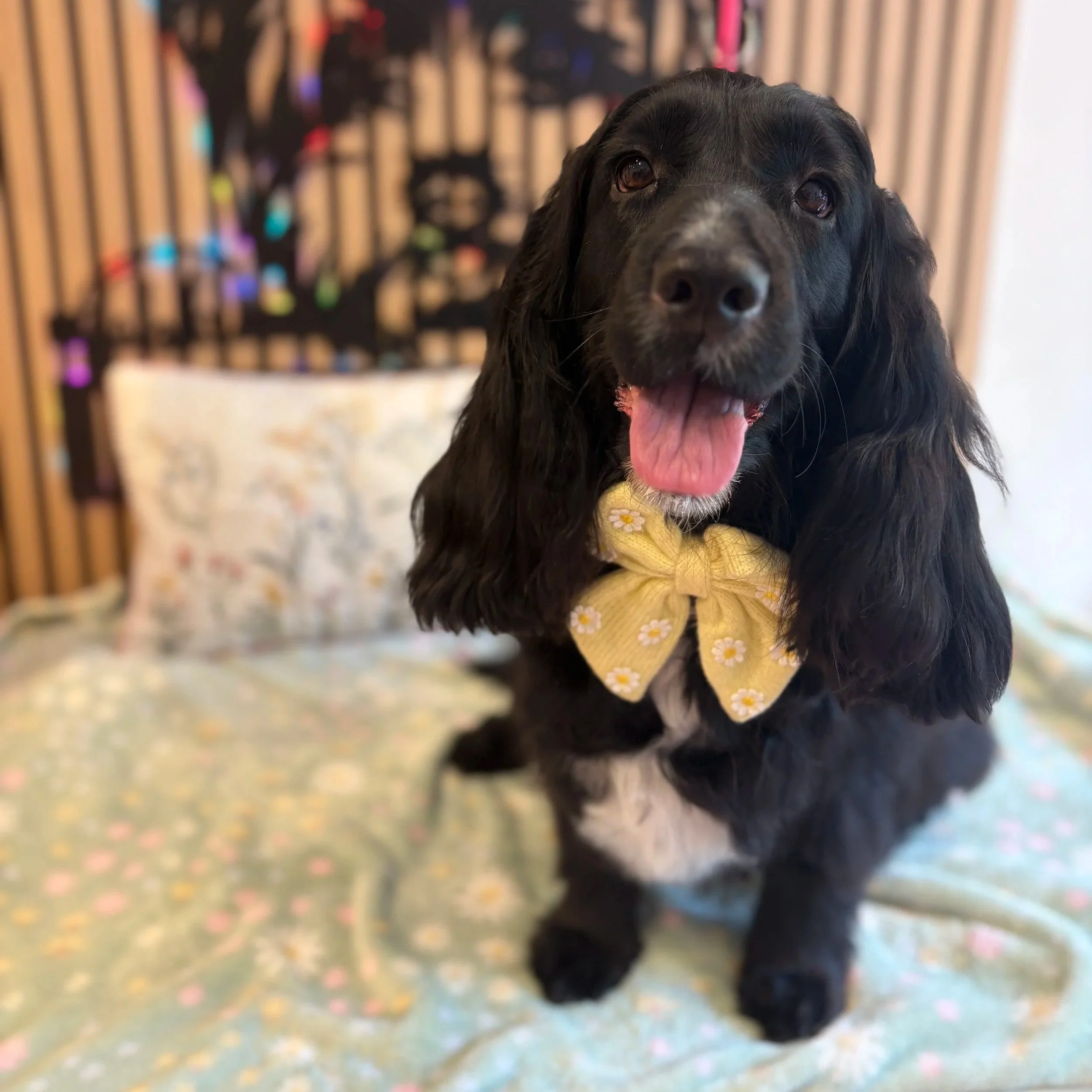 Luna - Full Groom