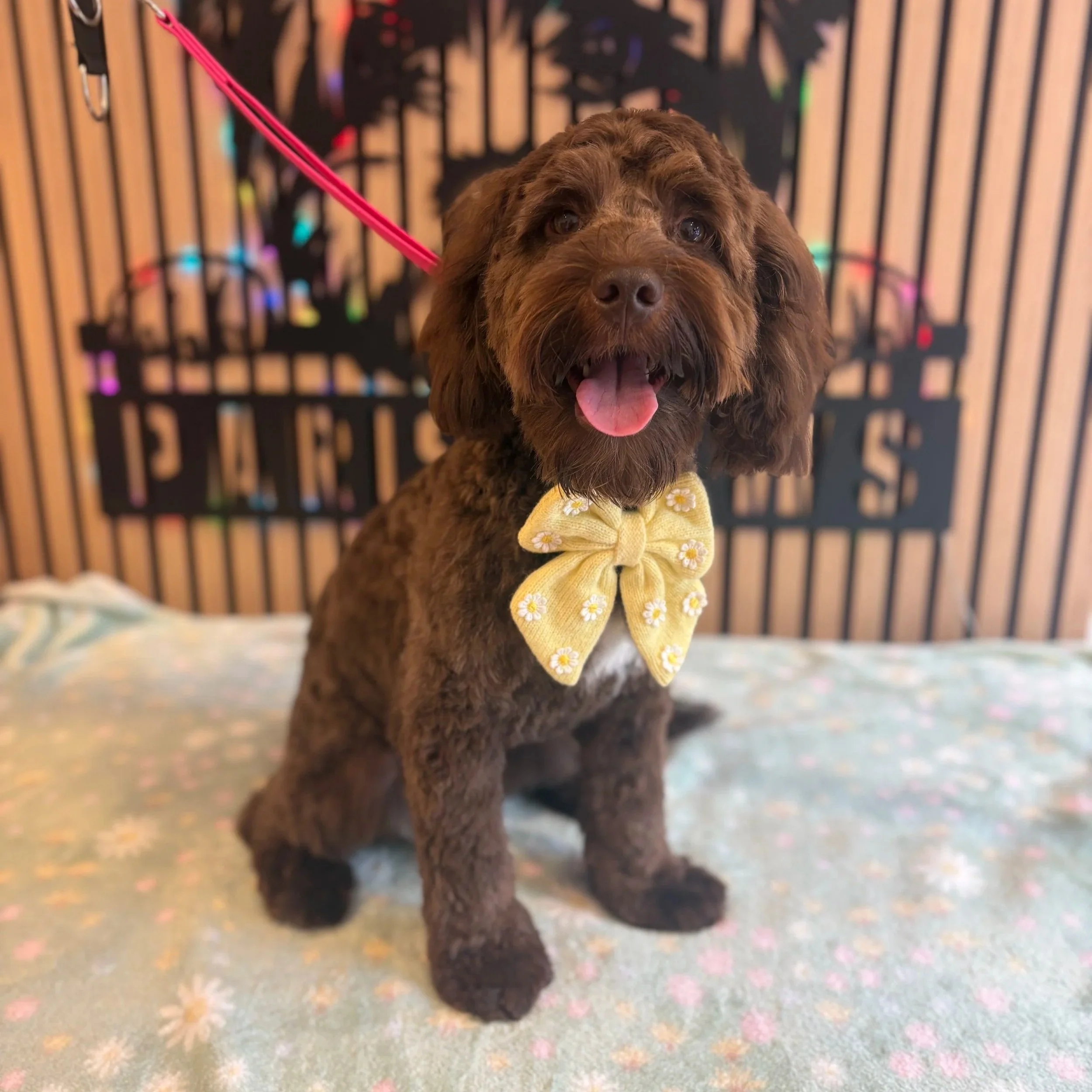 Charlie - Full Groom