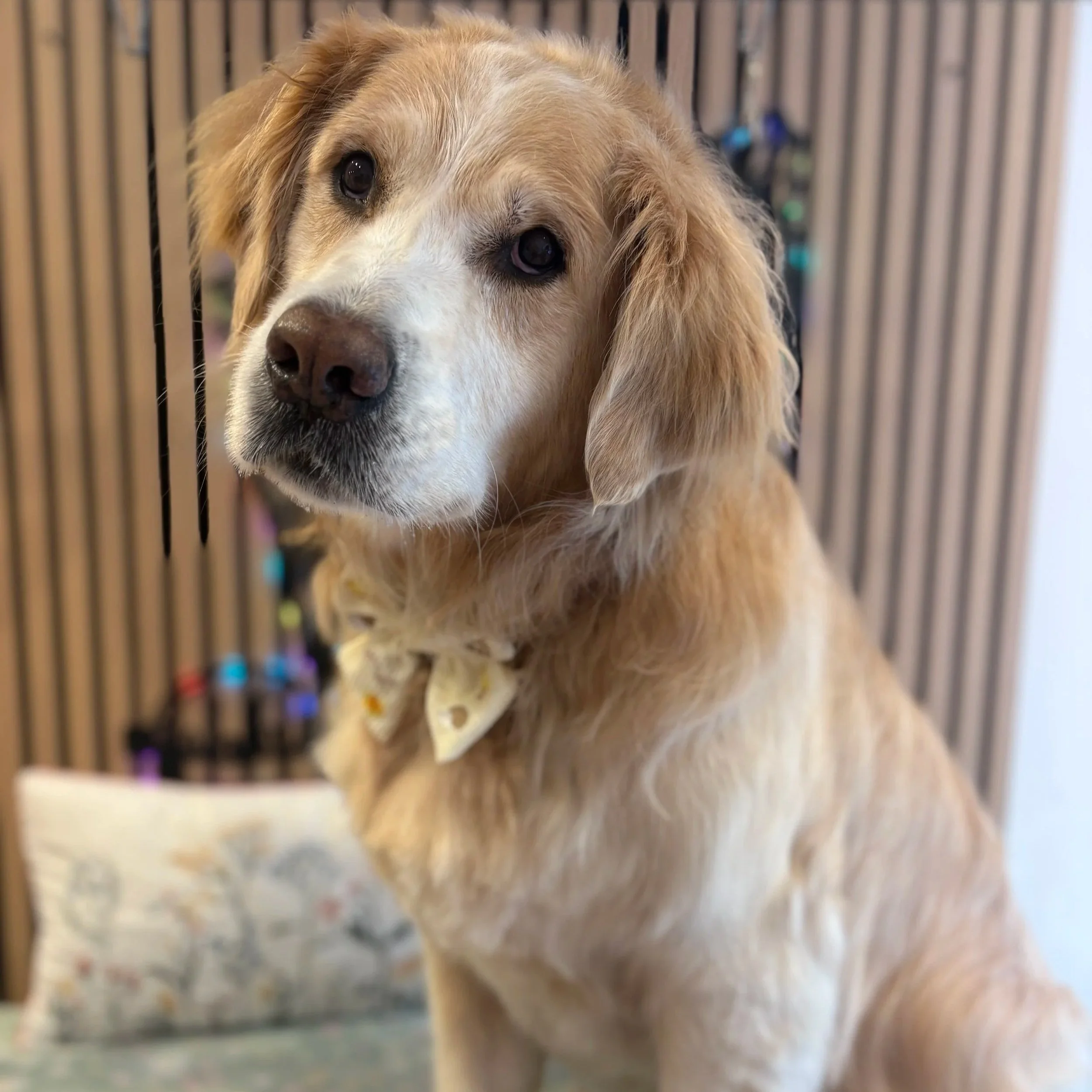 Ollie - Full Groom