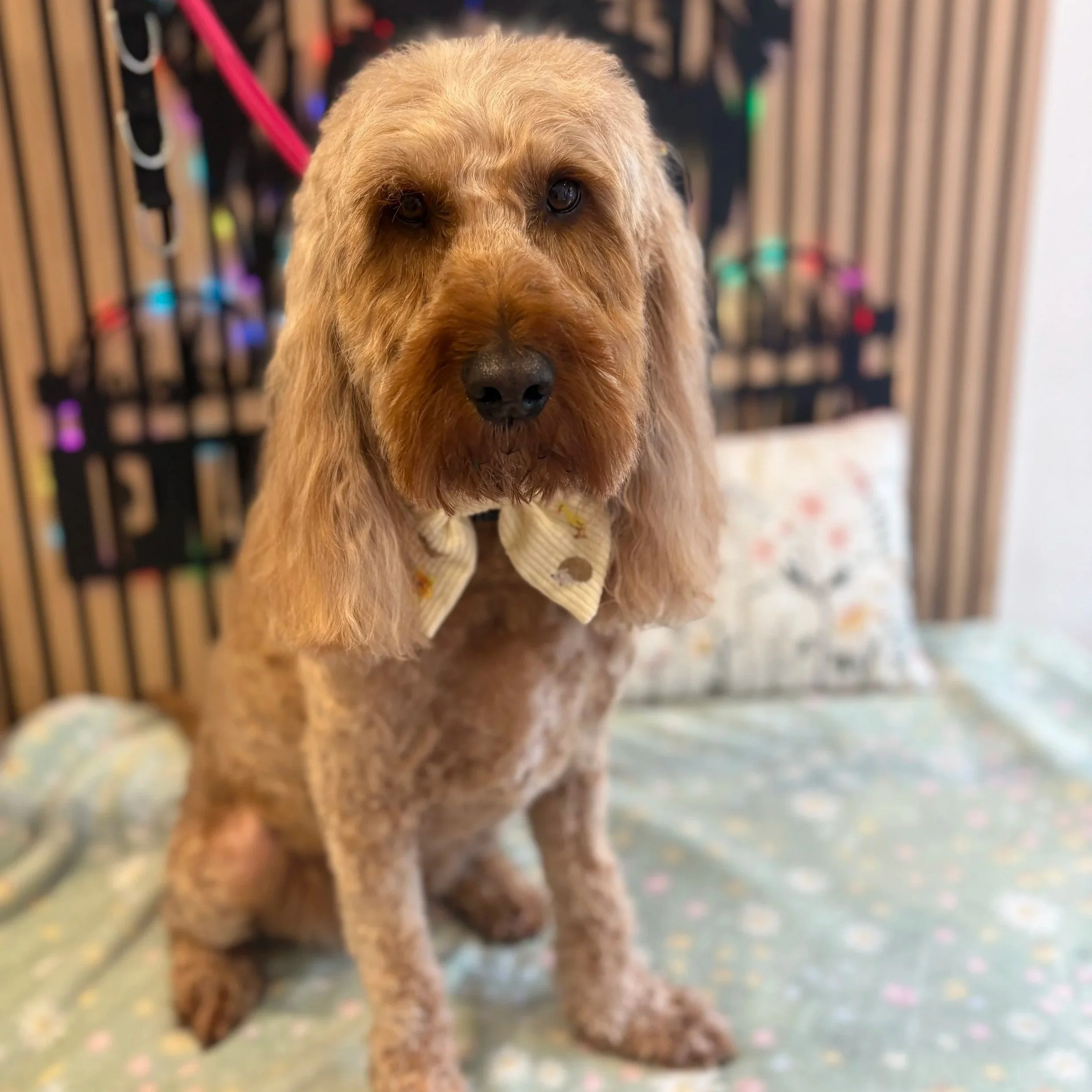 Bailey - Full Groom