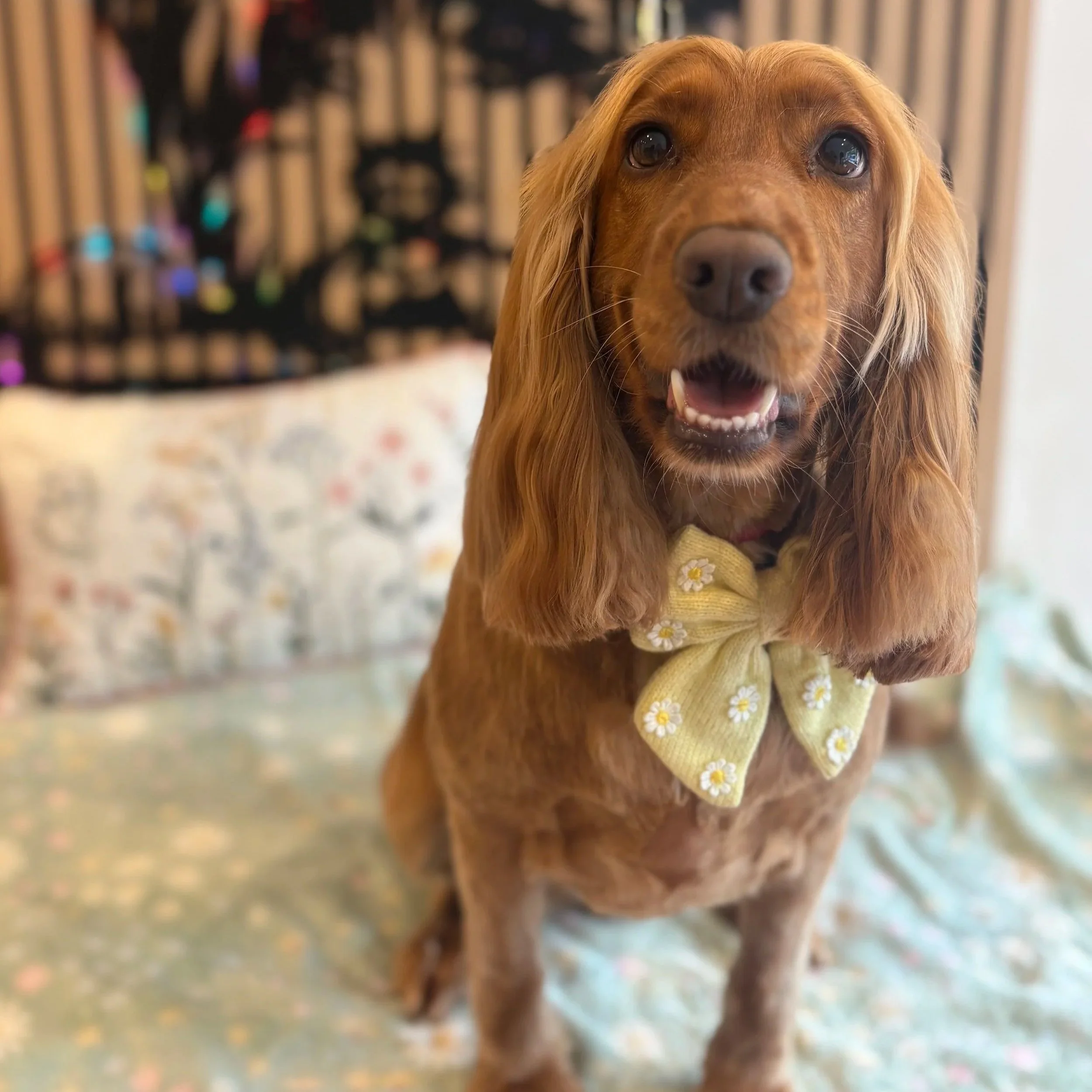 Penny - Full Groom