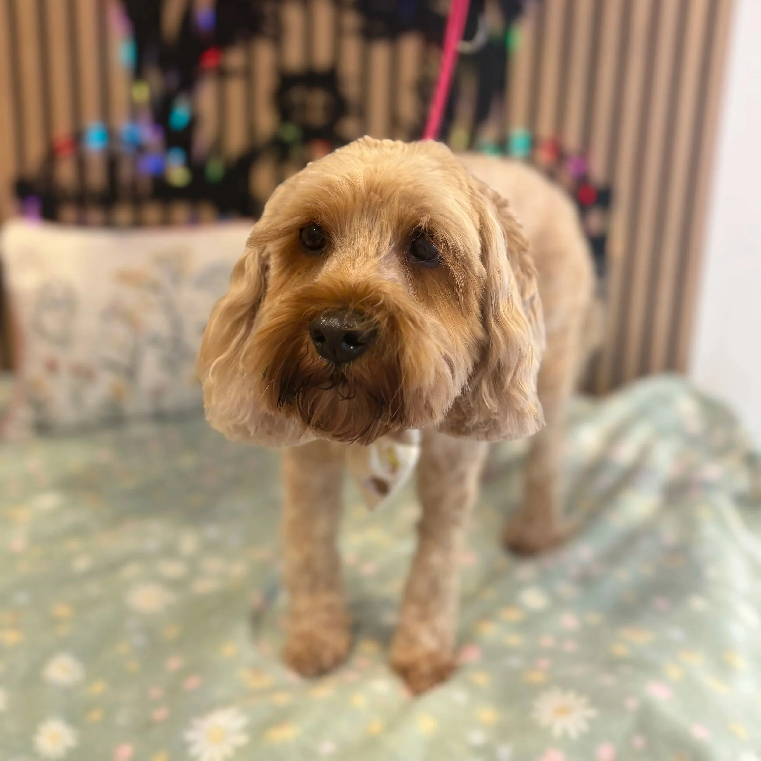 Bob - Full Groom