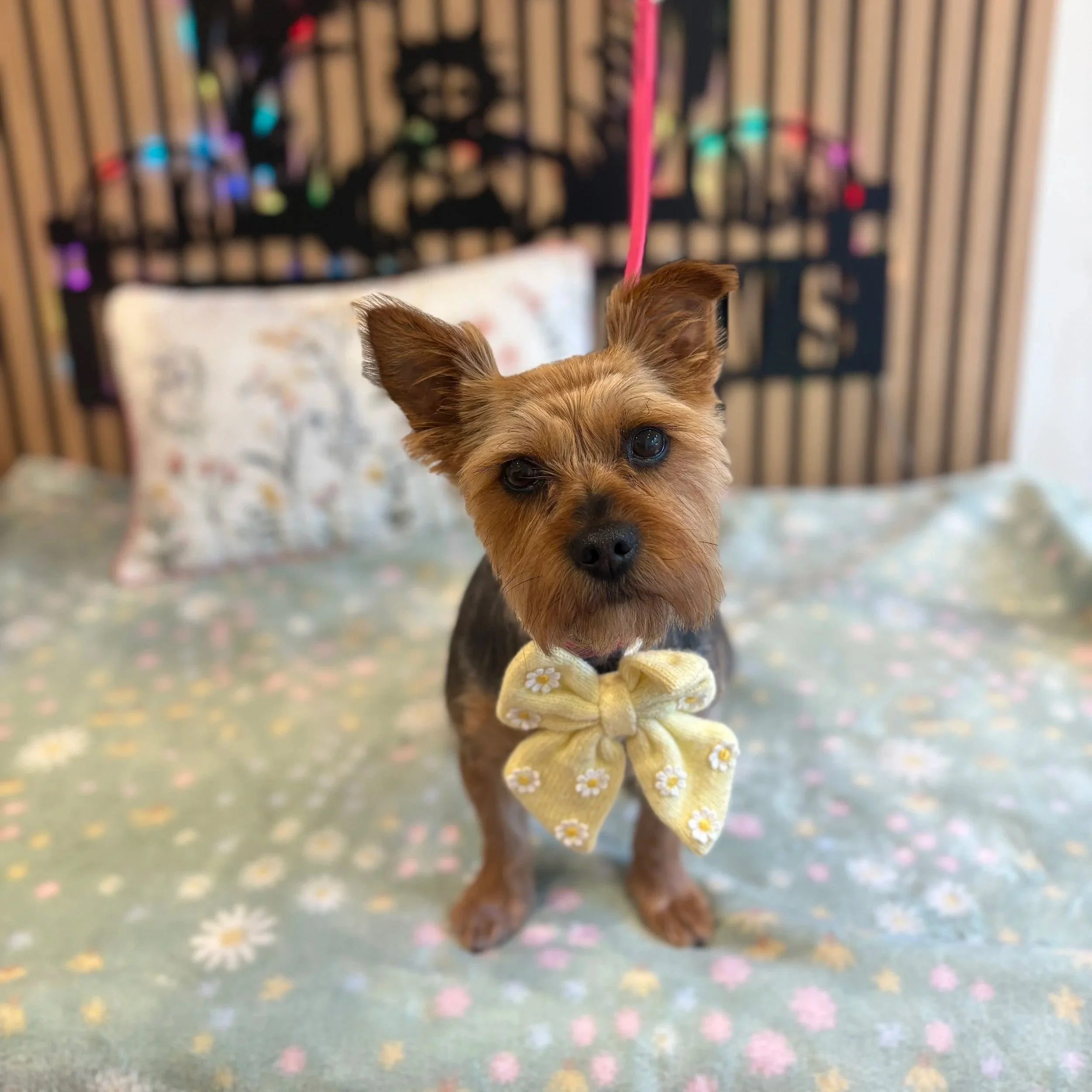 Audrey-Paris - Full Groom