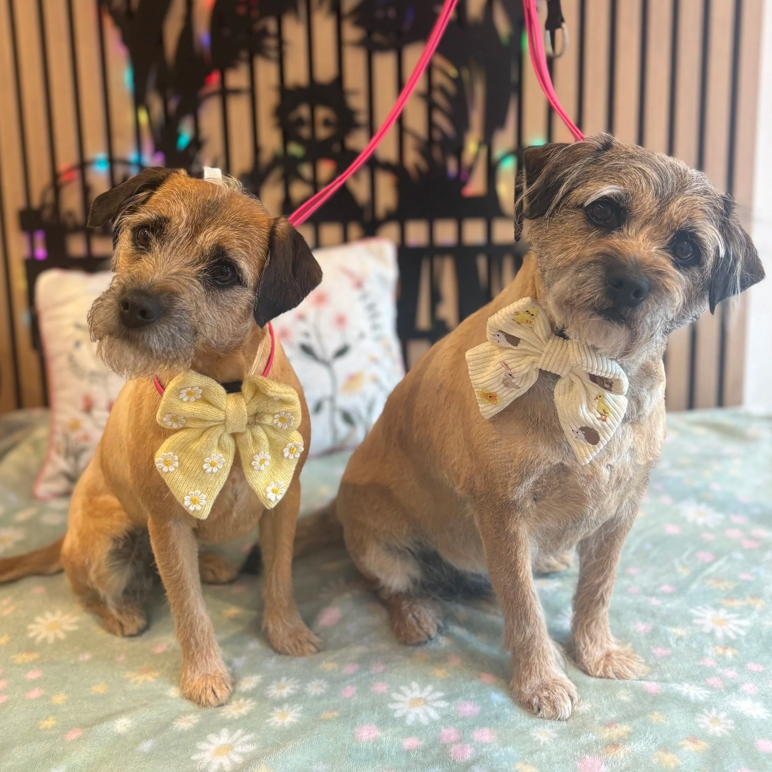 Bella & Cooper - Full Groom