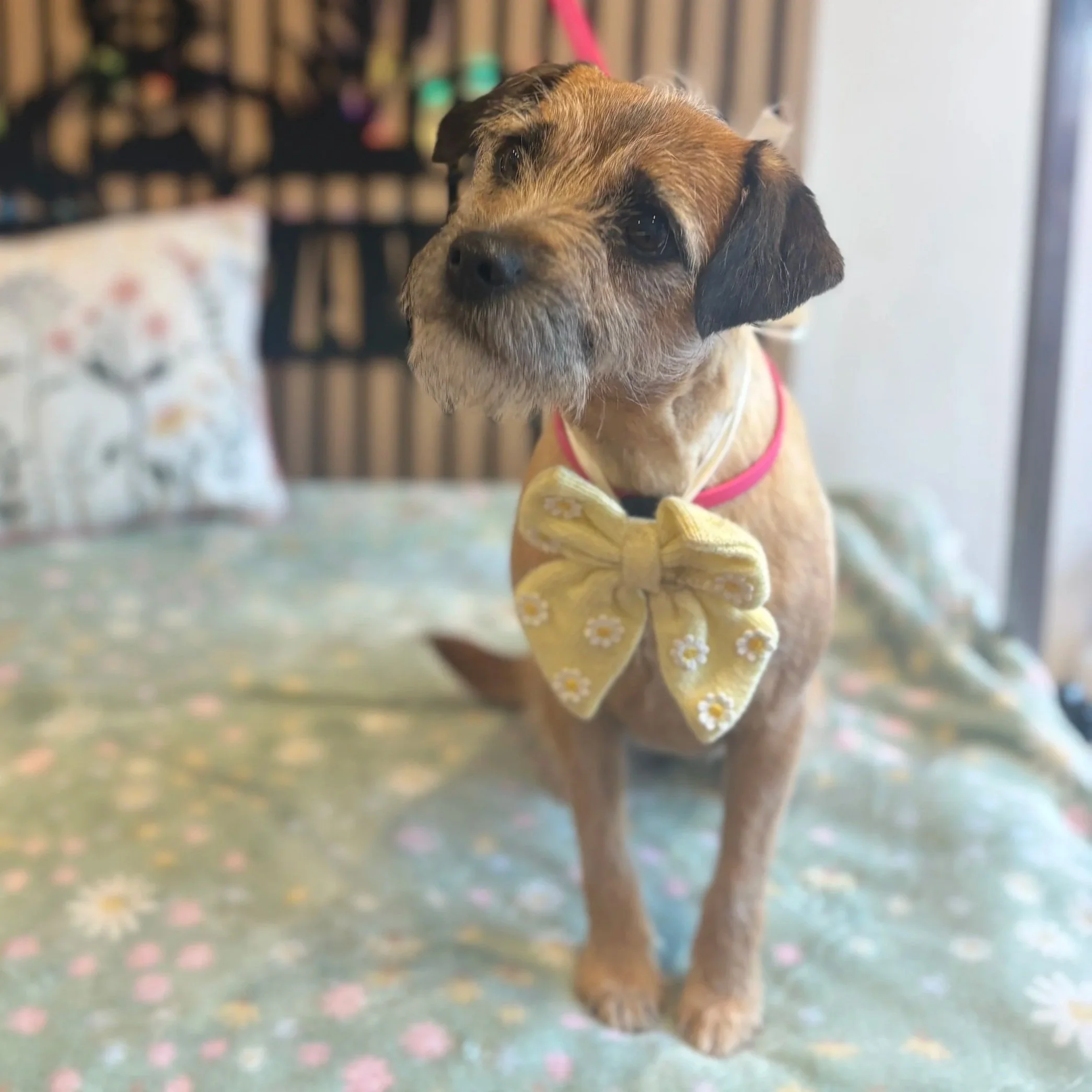 Bella - Full Groom