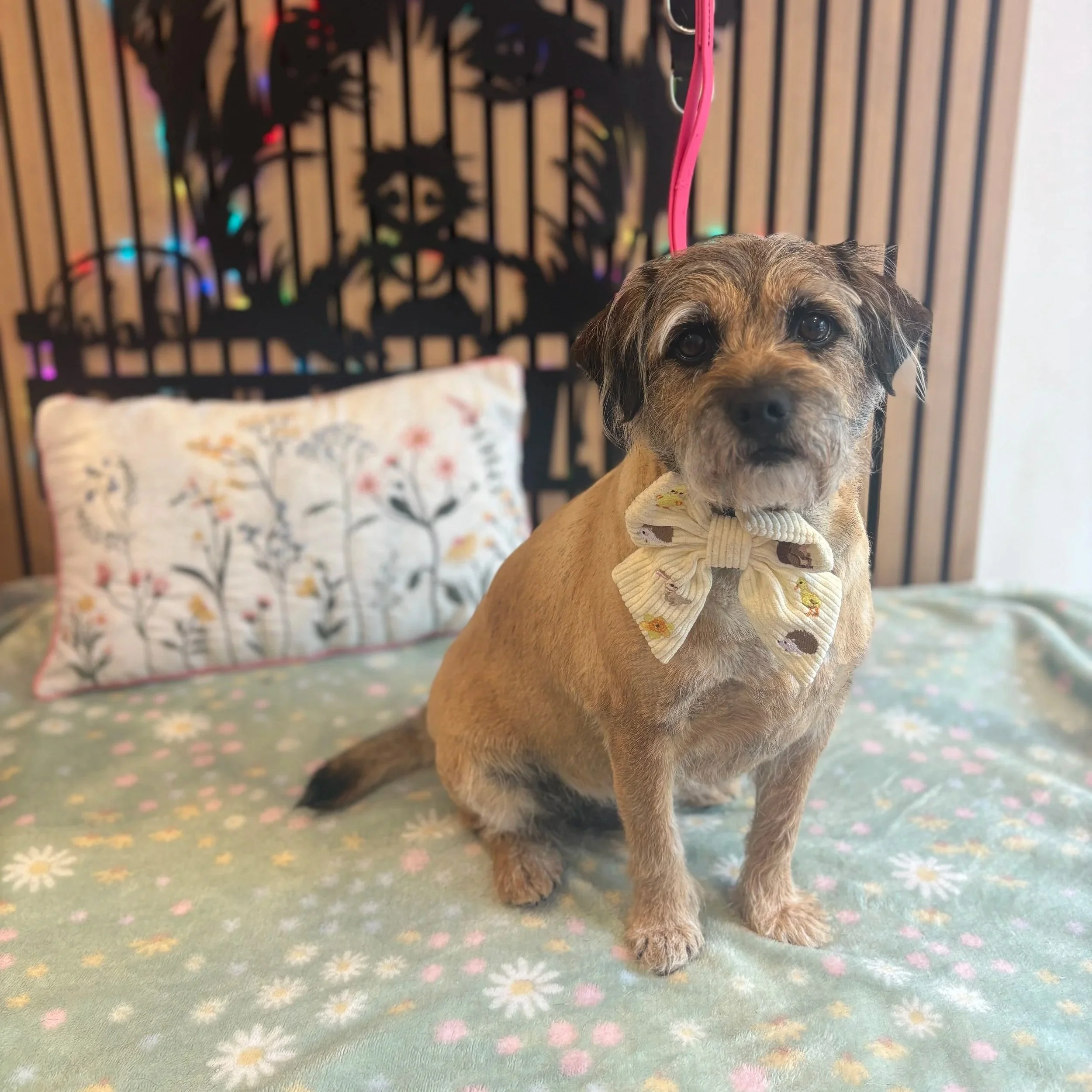 Cooper - Full Groom