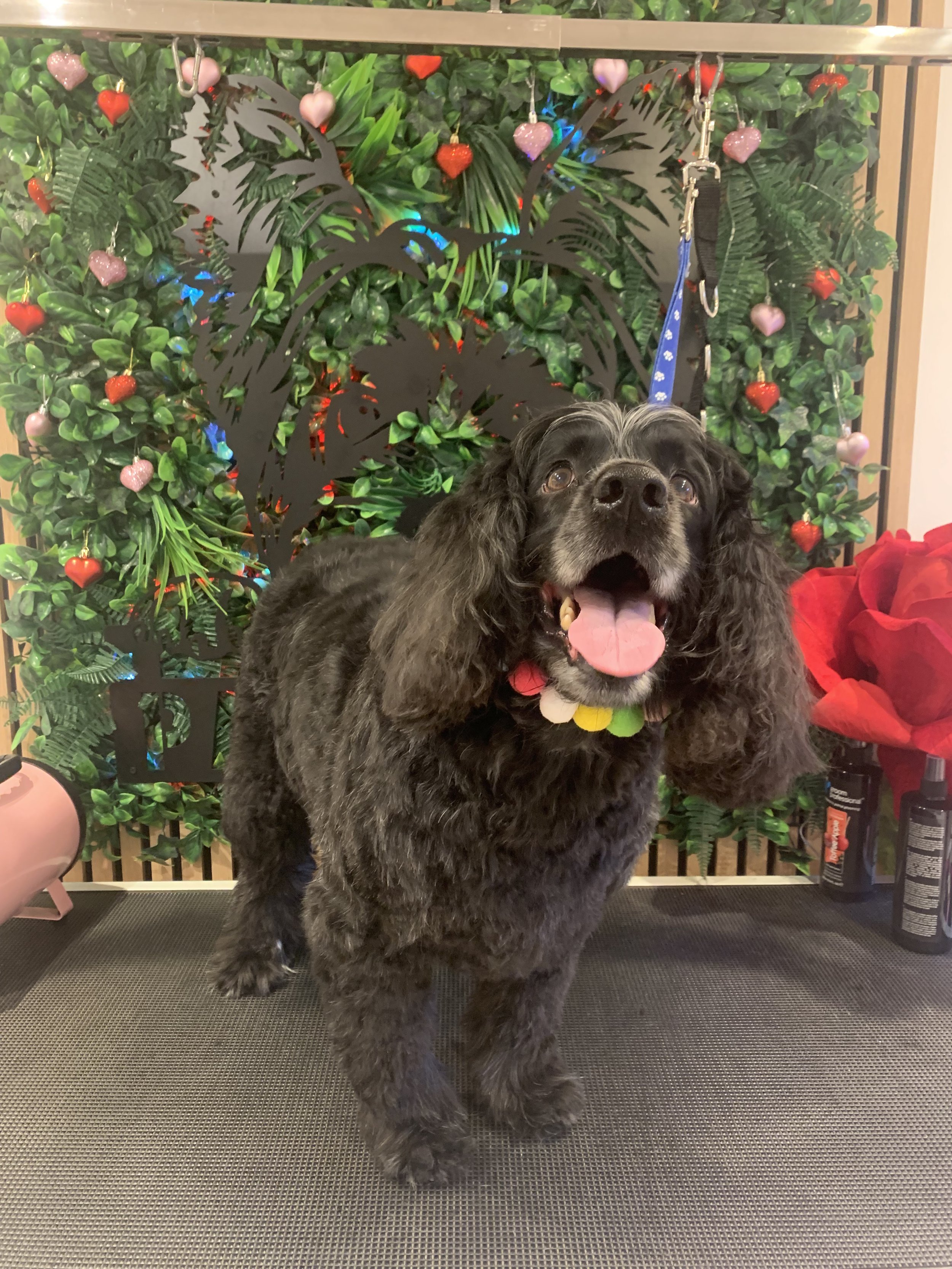 Merlin - Full Groom