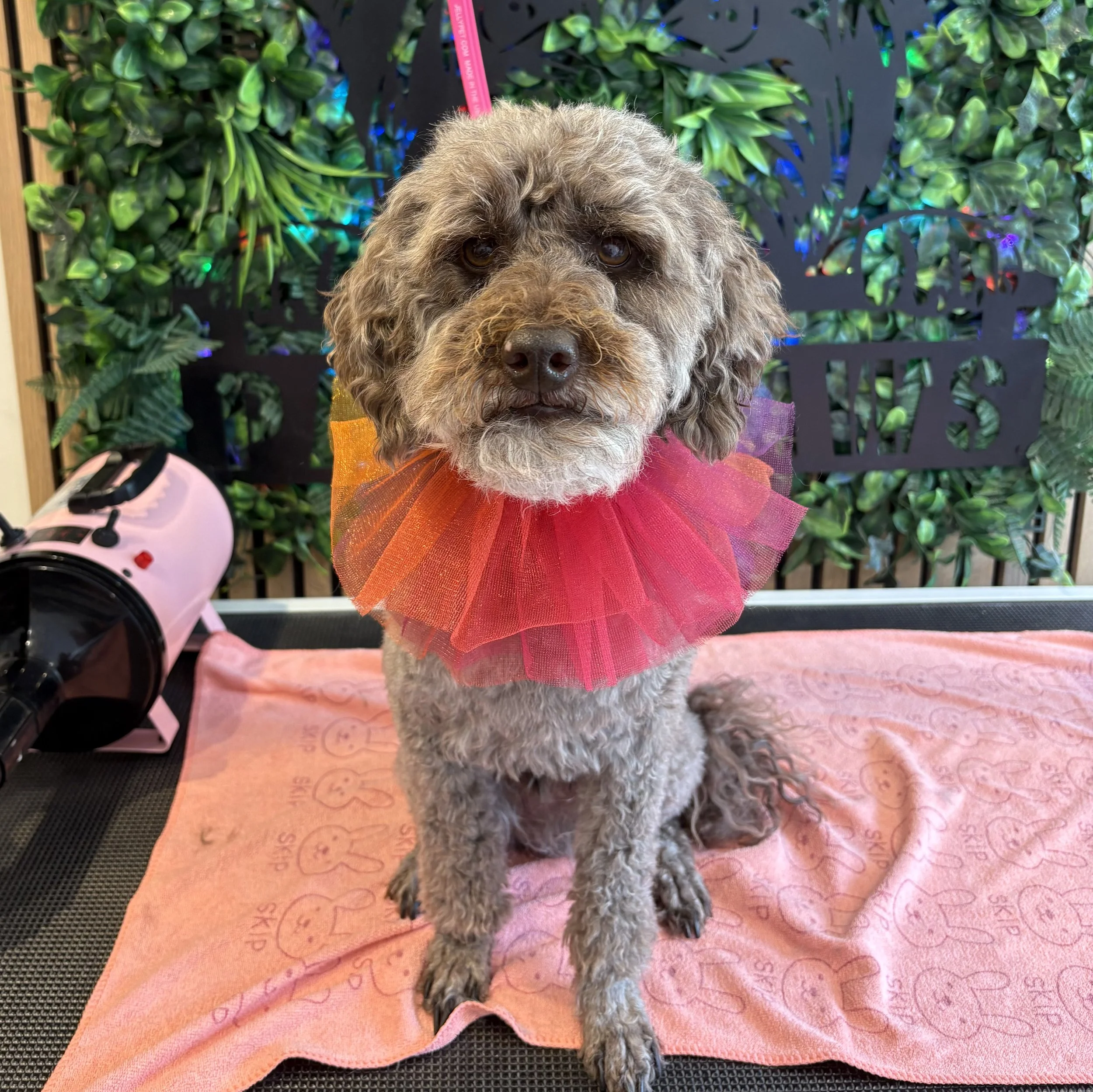 Teddy - Full Groom
