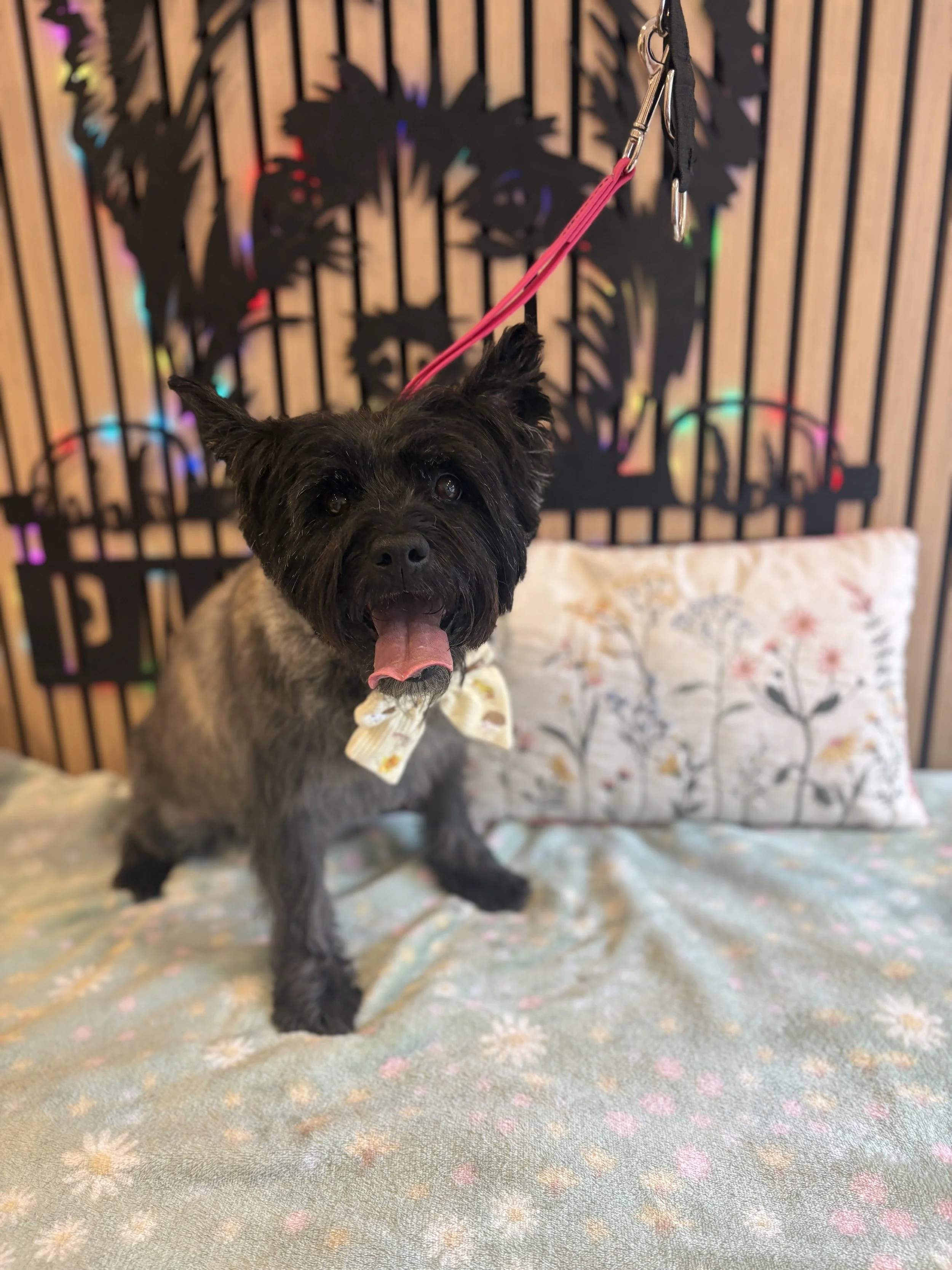 Hazel - Full Groom