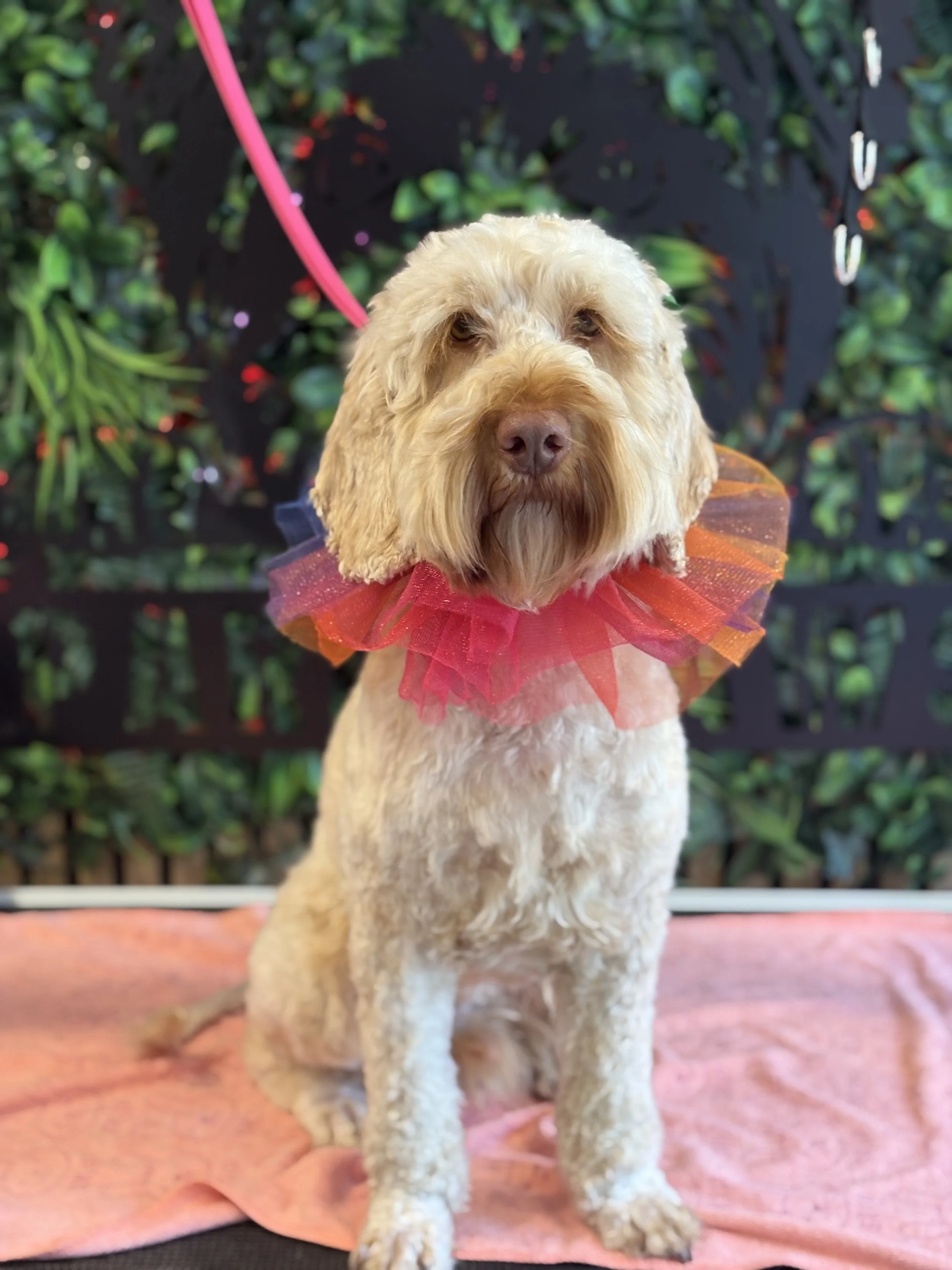 Scamp - Full Groom