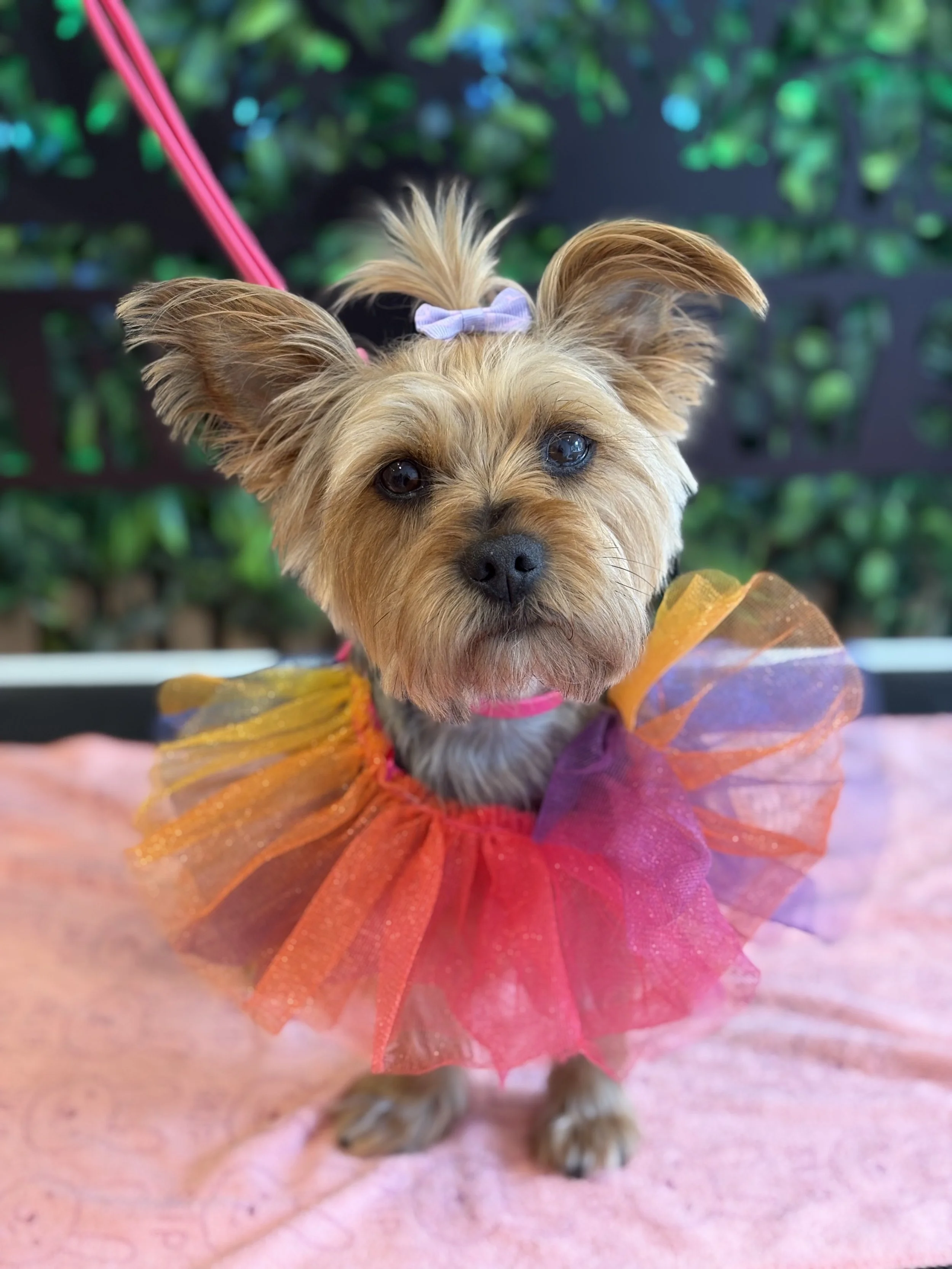 Audrey-Paris - Full Groom
