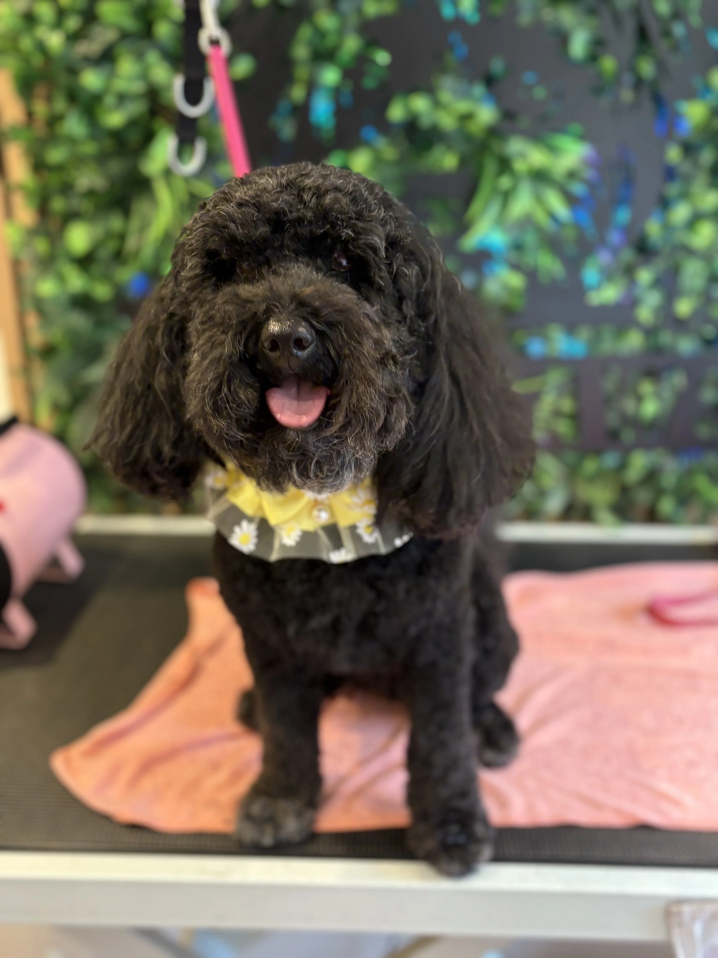 Gertie - Full Groom