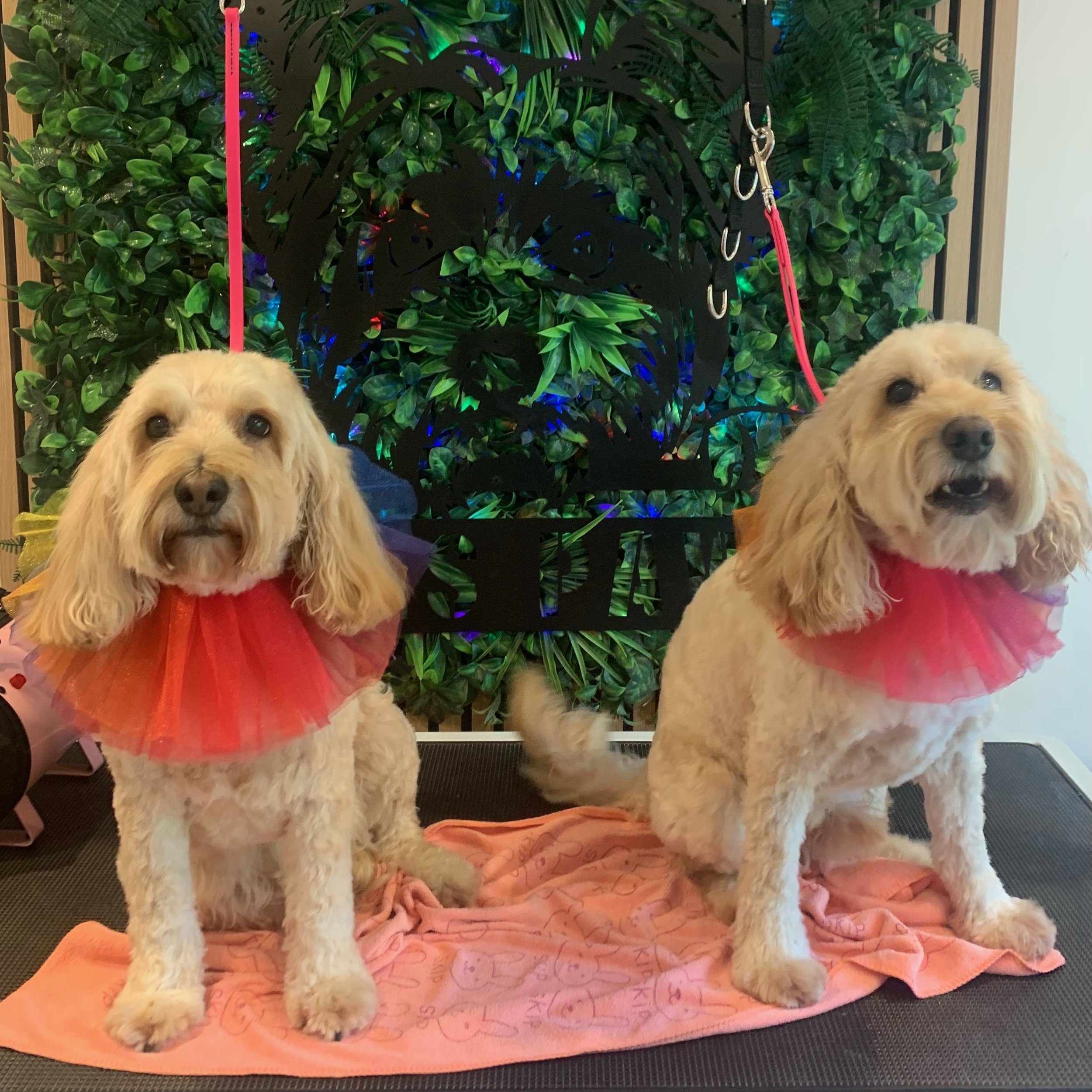 Chas & Harley - Full Groom