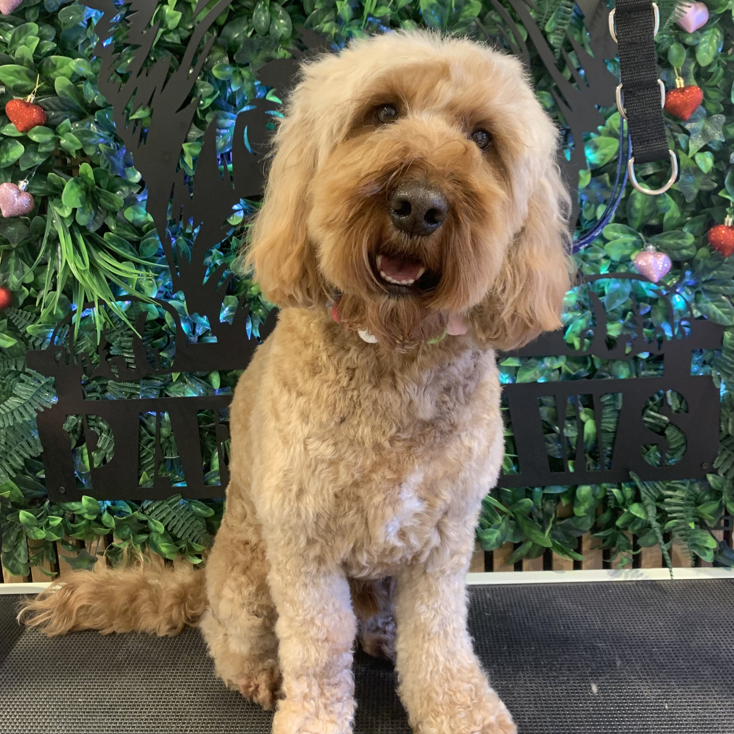 Bailey - Full Groom