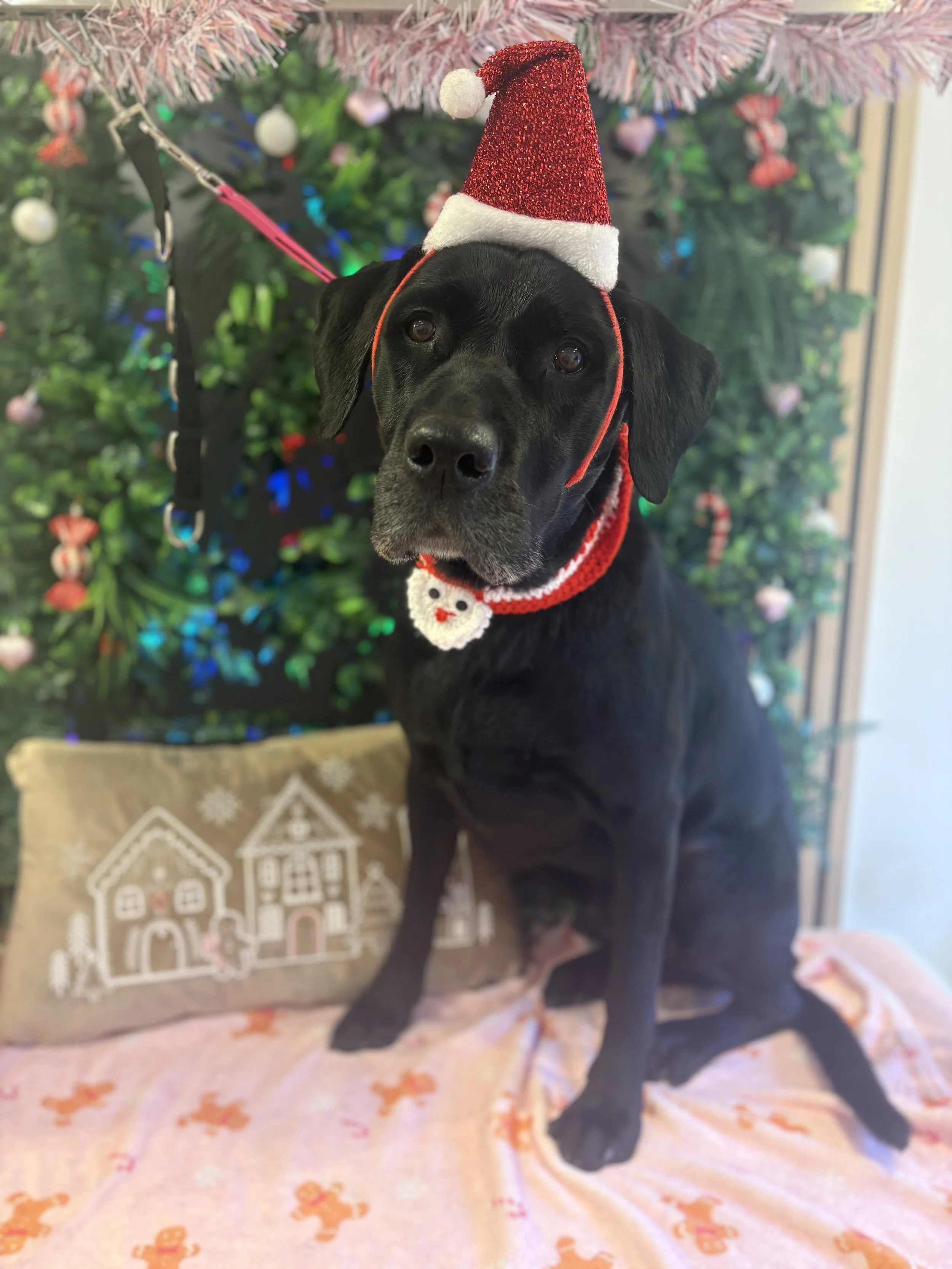 Chester - Bath & Blowdry