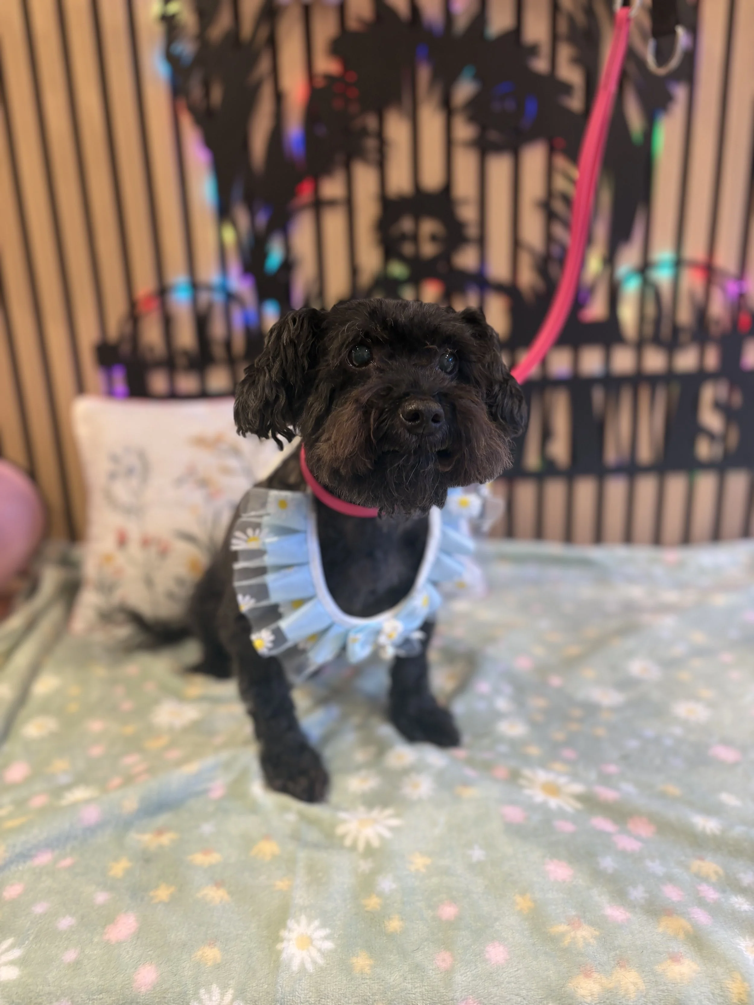 Charlie - Full Groom