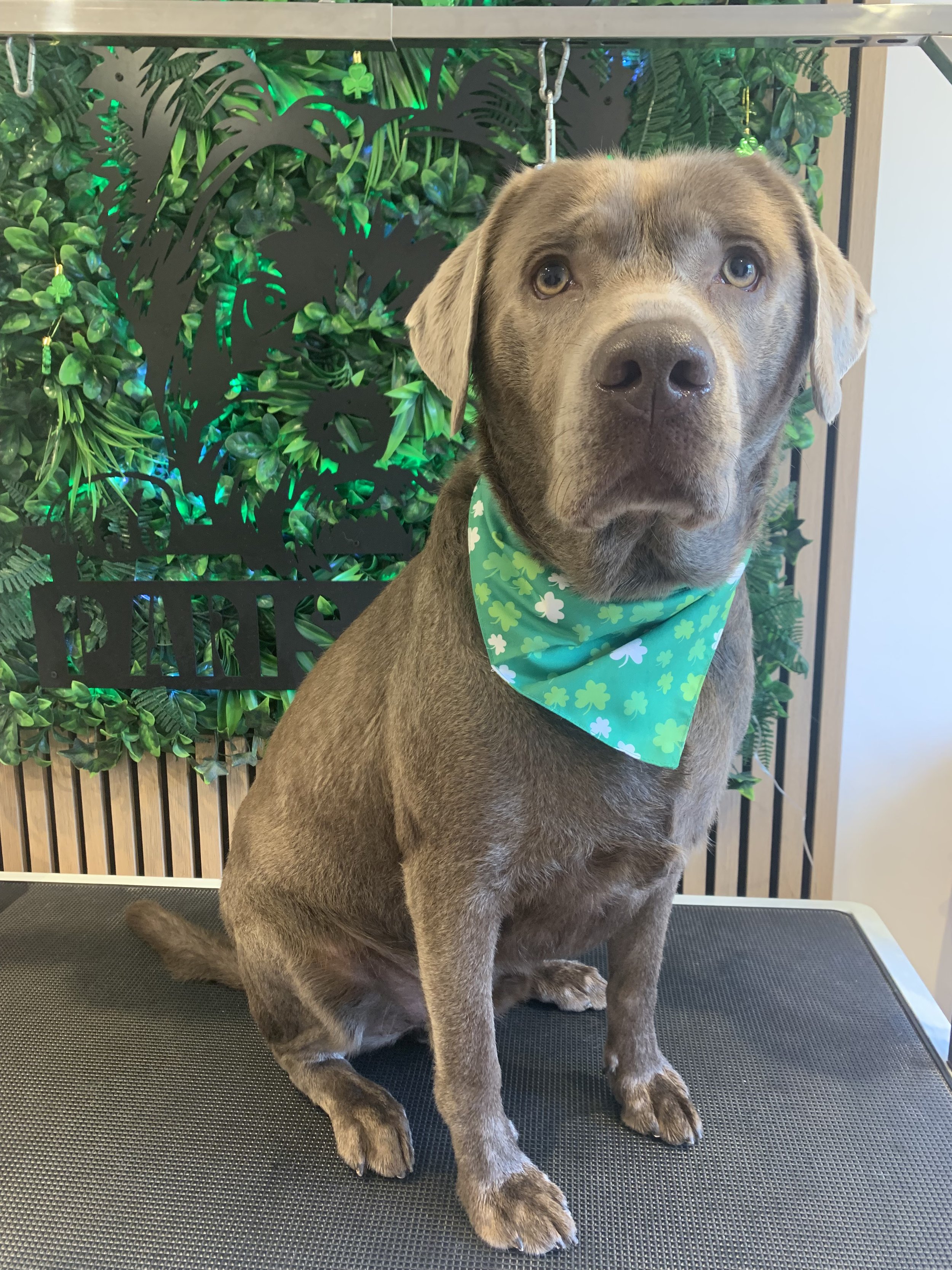 Arlo - Bath, Brush & Tidy
