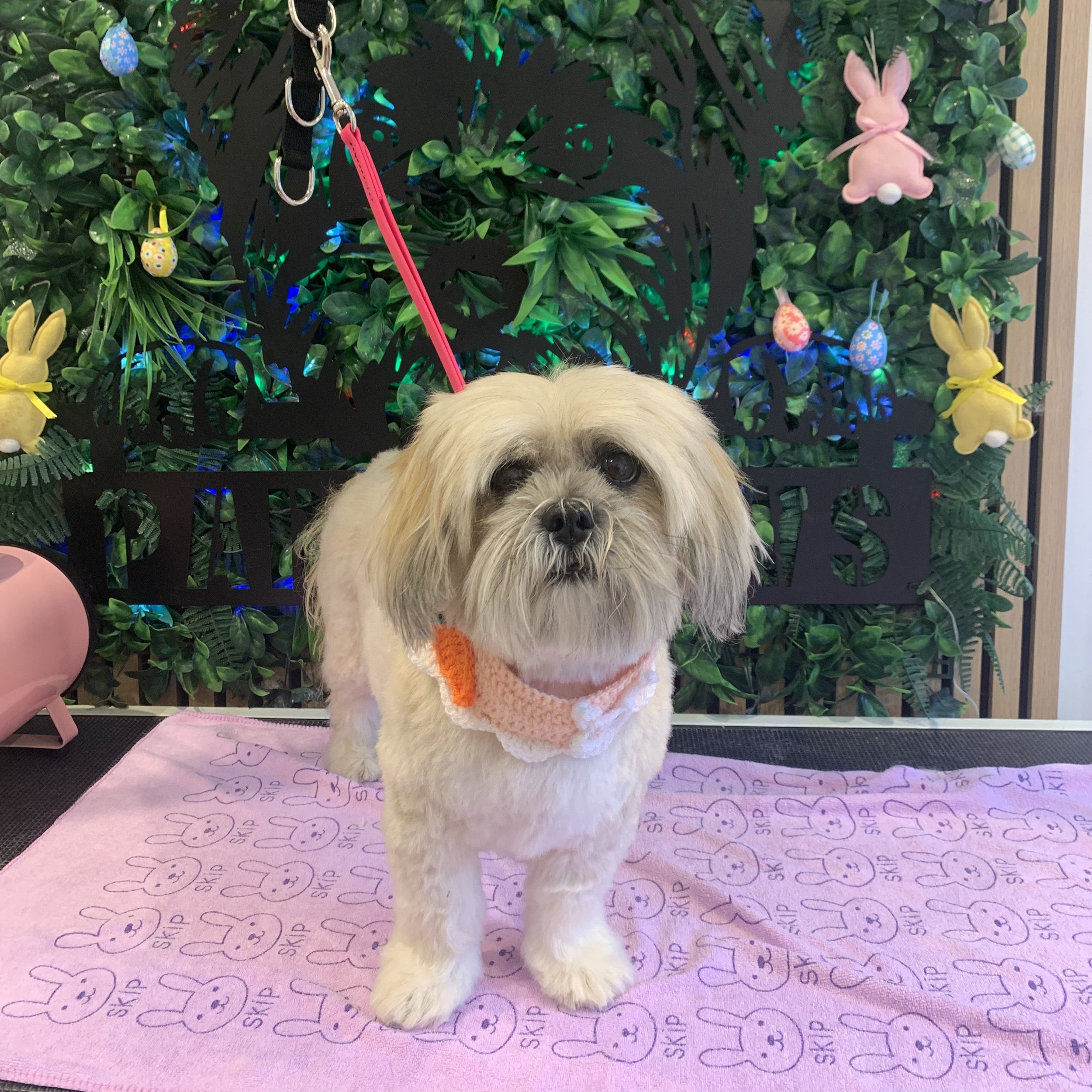Willow - Full Groom