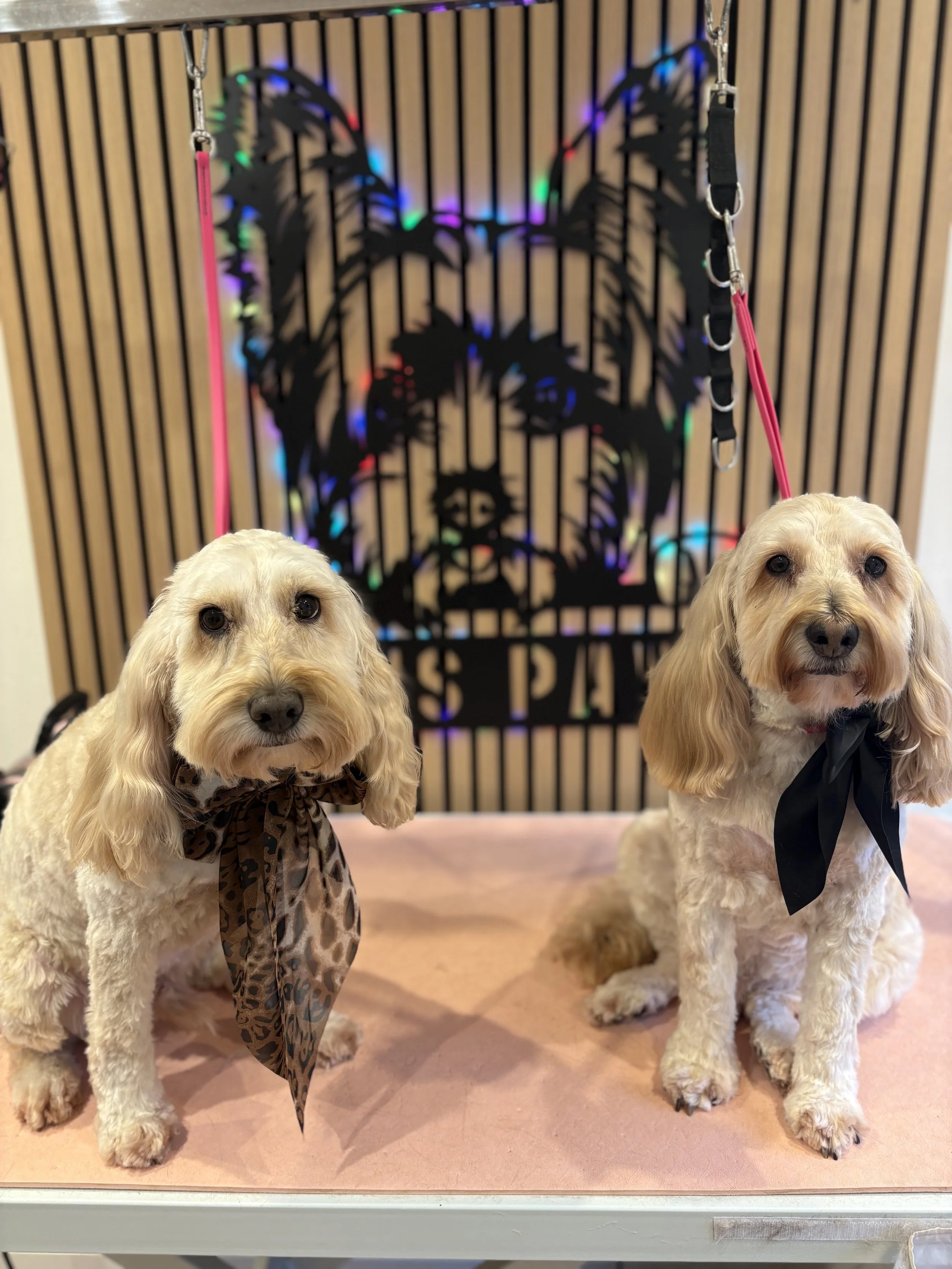 Chas & Harley - Full Groom