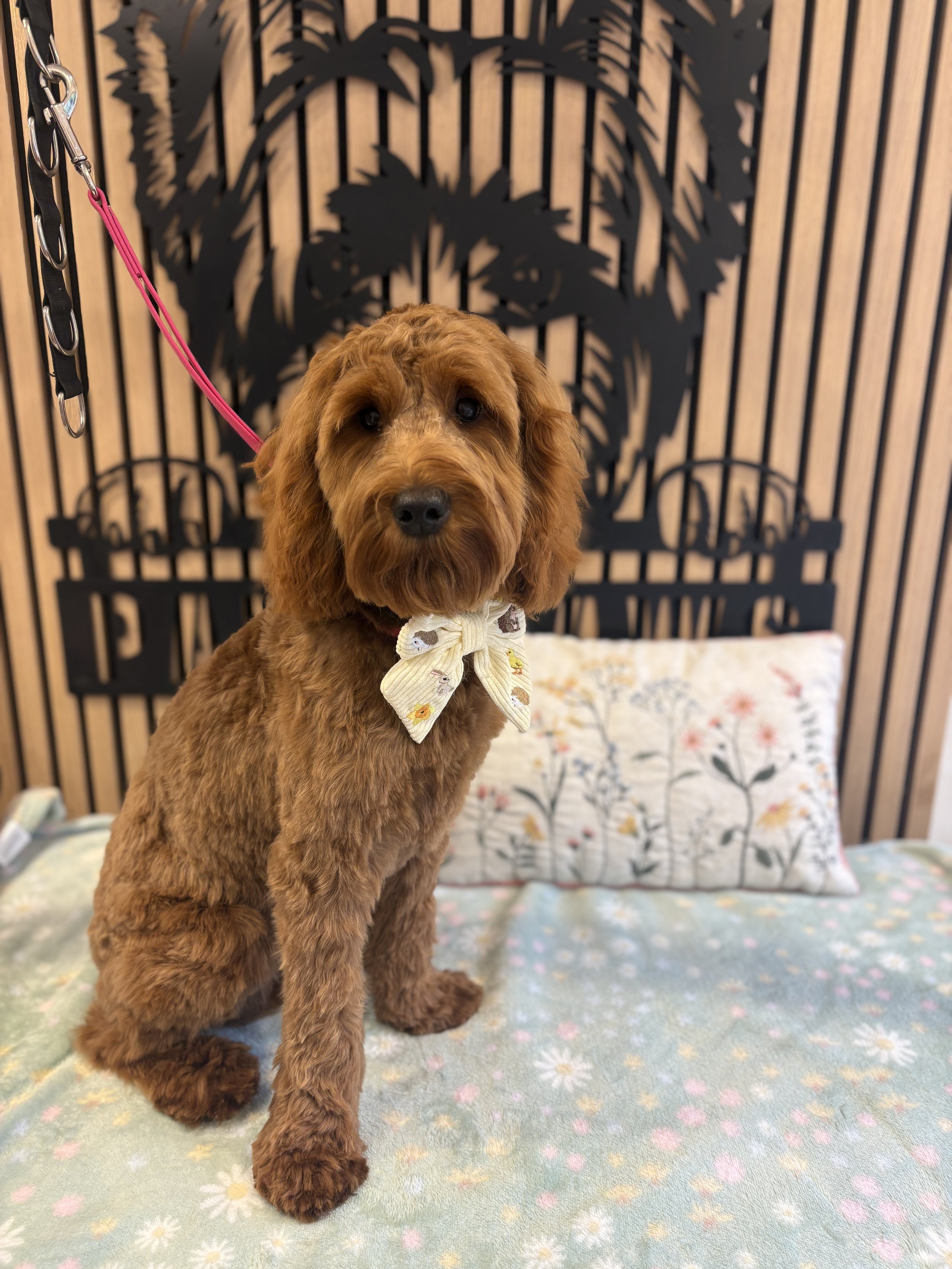 Bagel - Full Groom