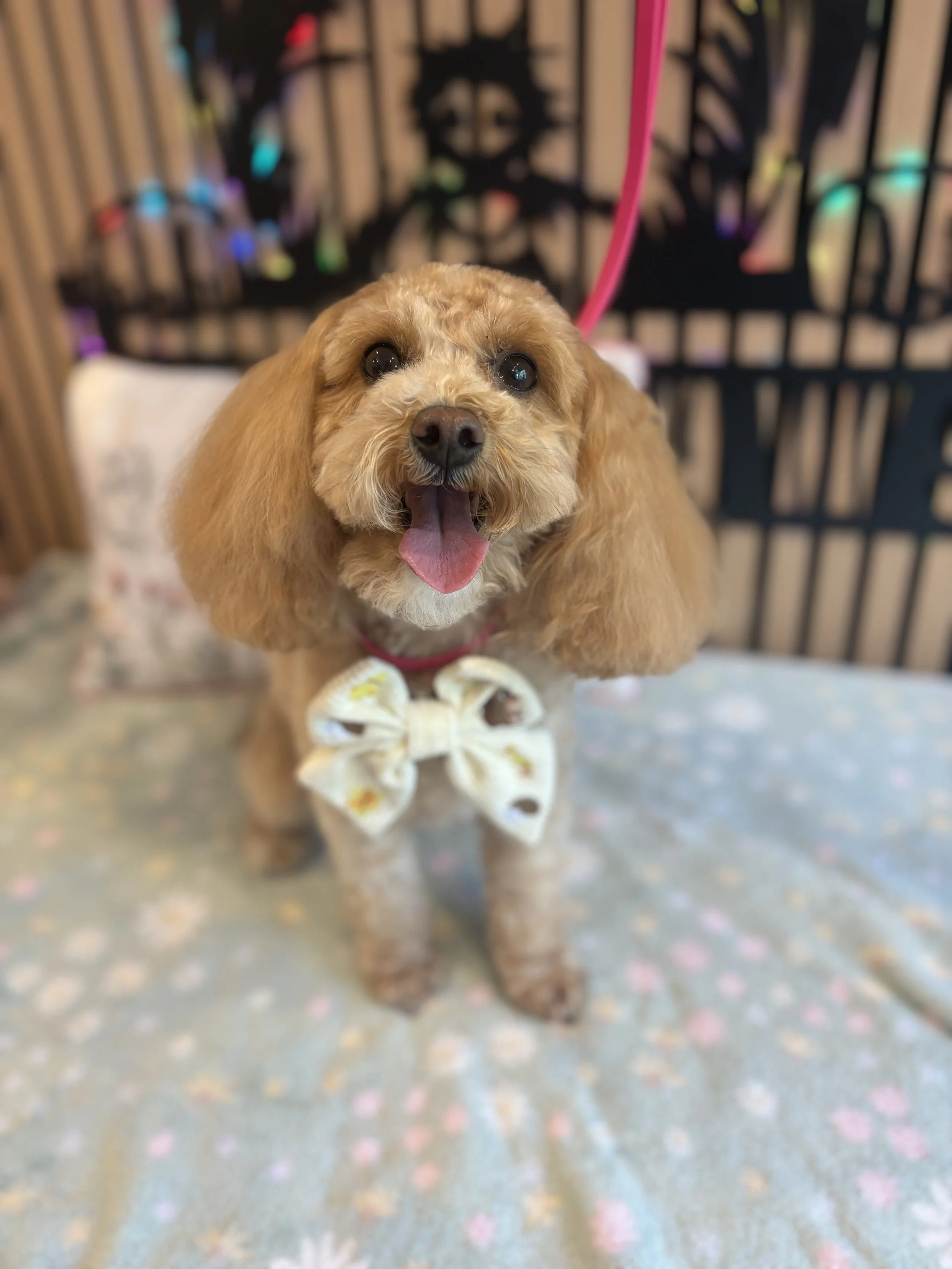 Daisy - Full Groom