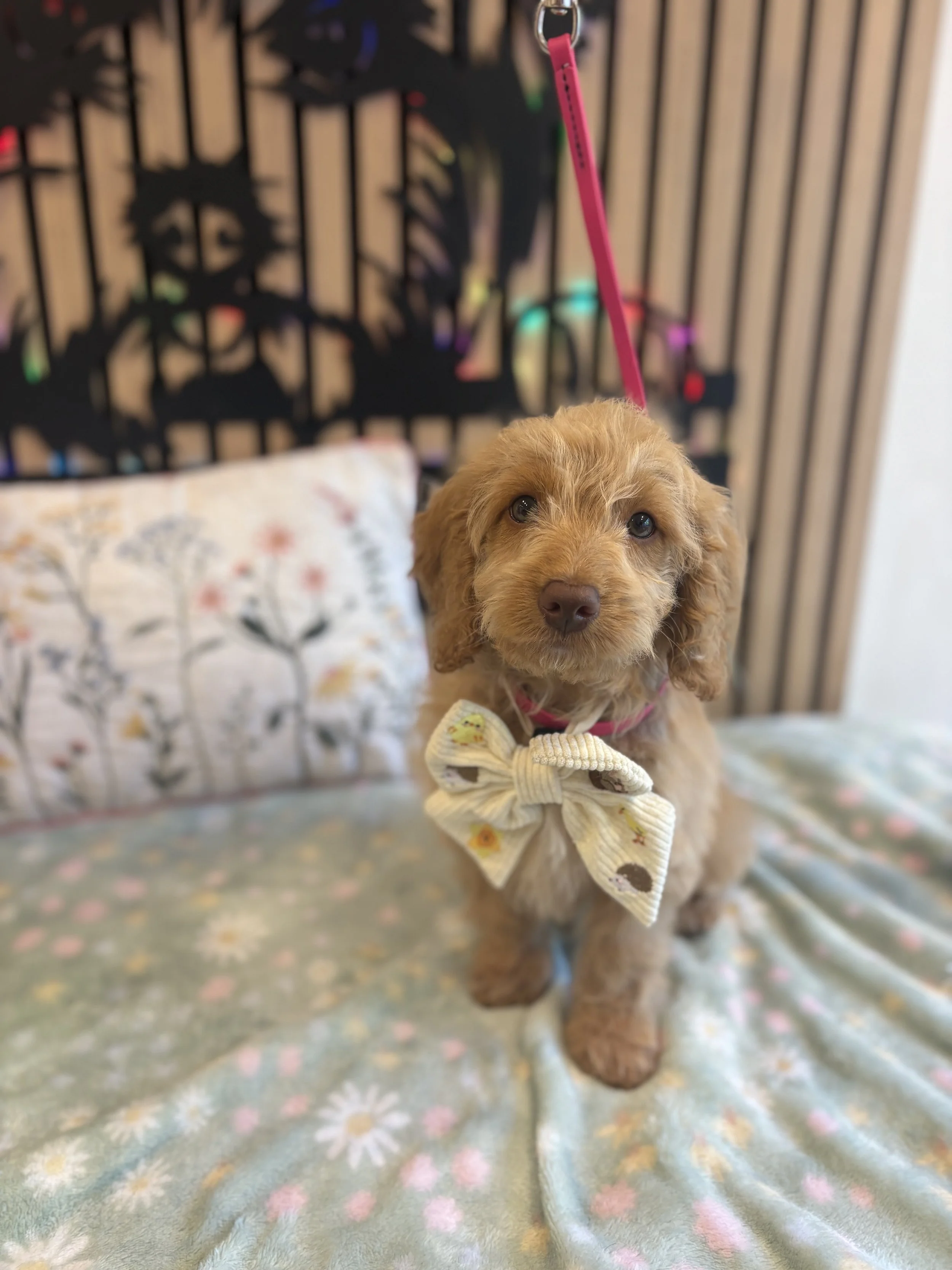 Thor - Puppy Groom
