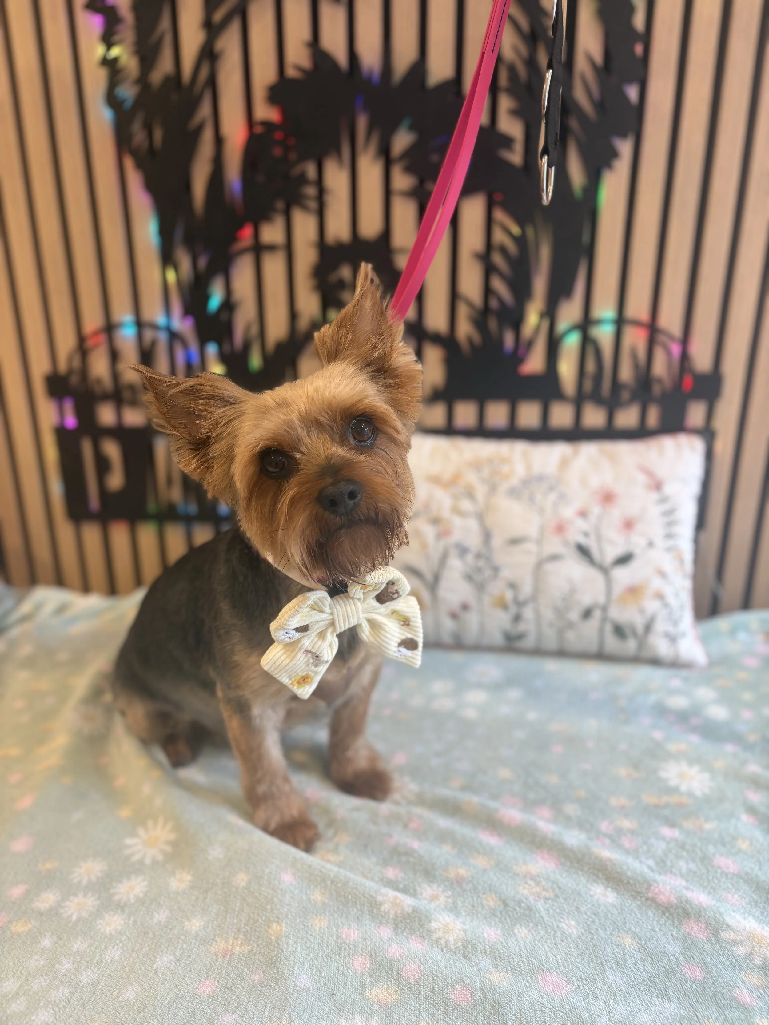 Steve - Full Groom