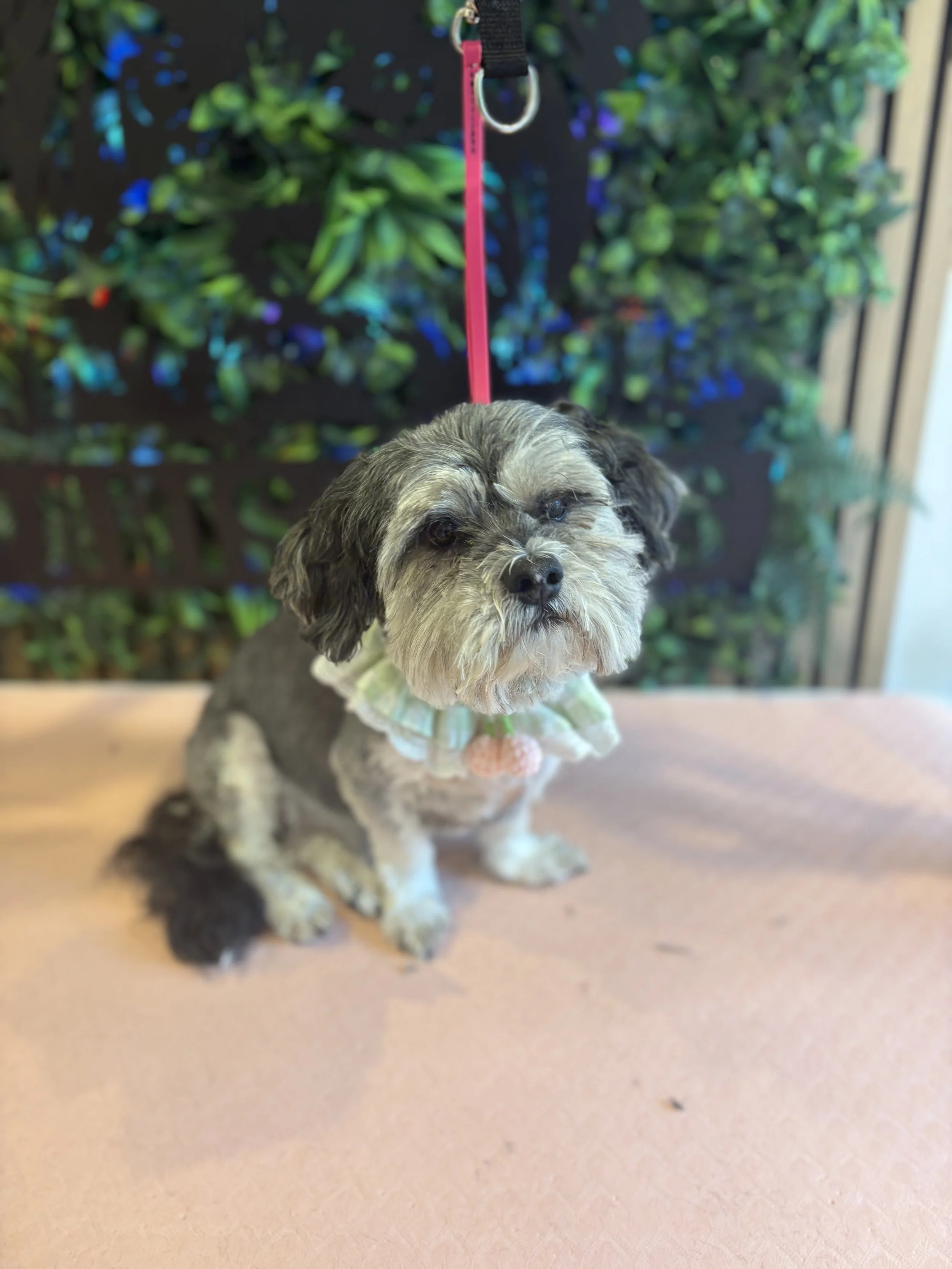 Syd - Full Groom