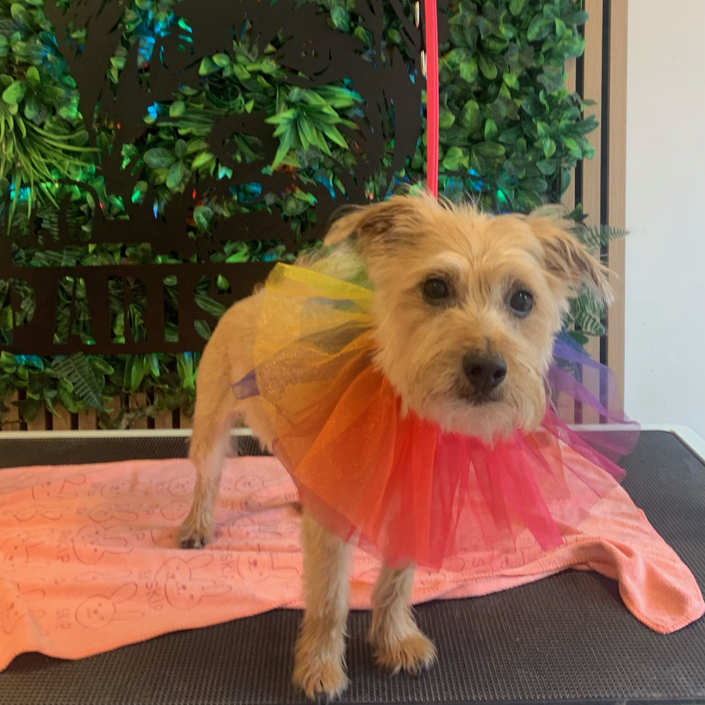 Jasmine - Full Groom