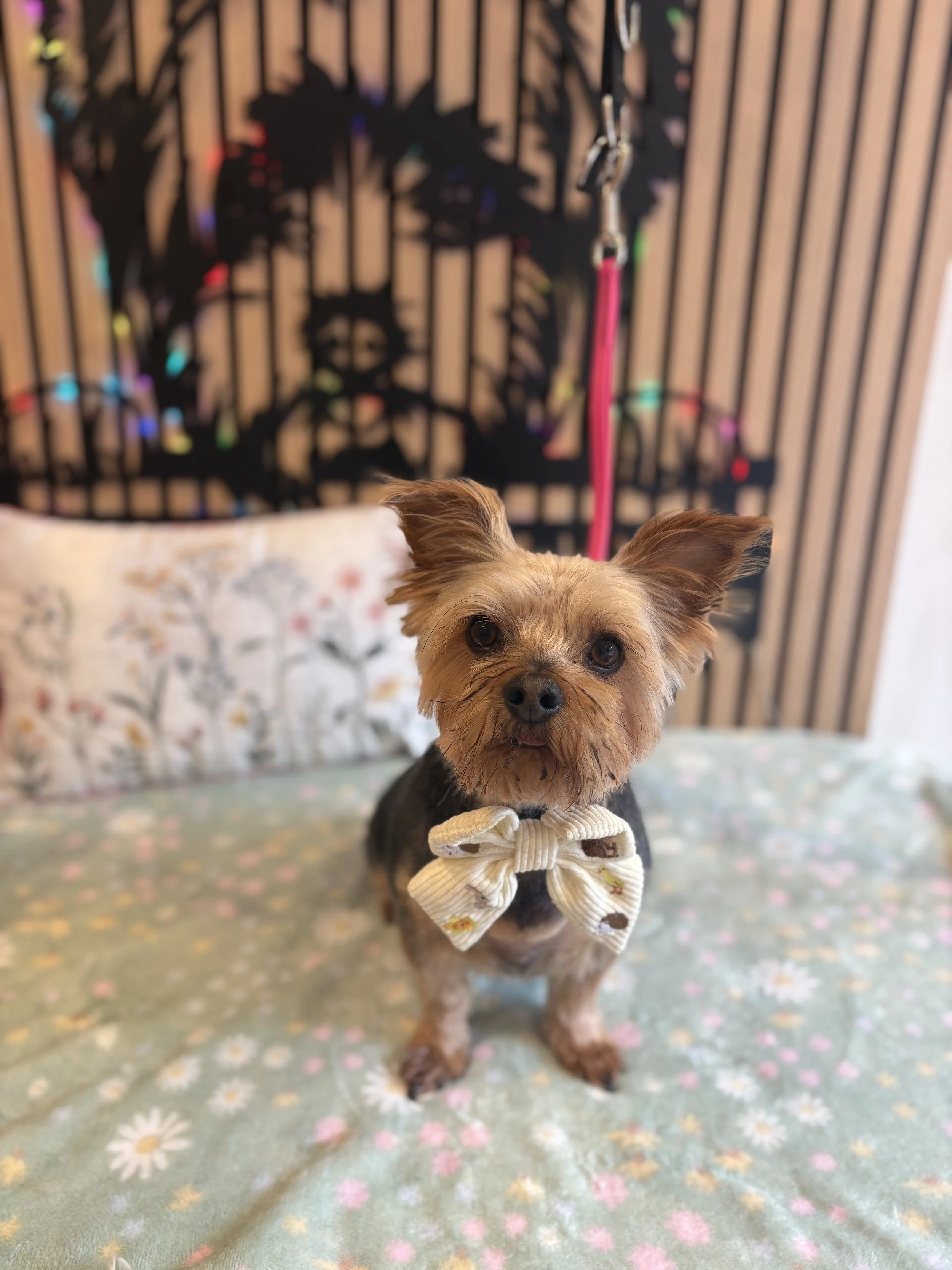Alan - Full Groom