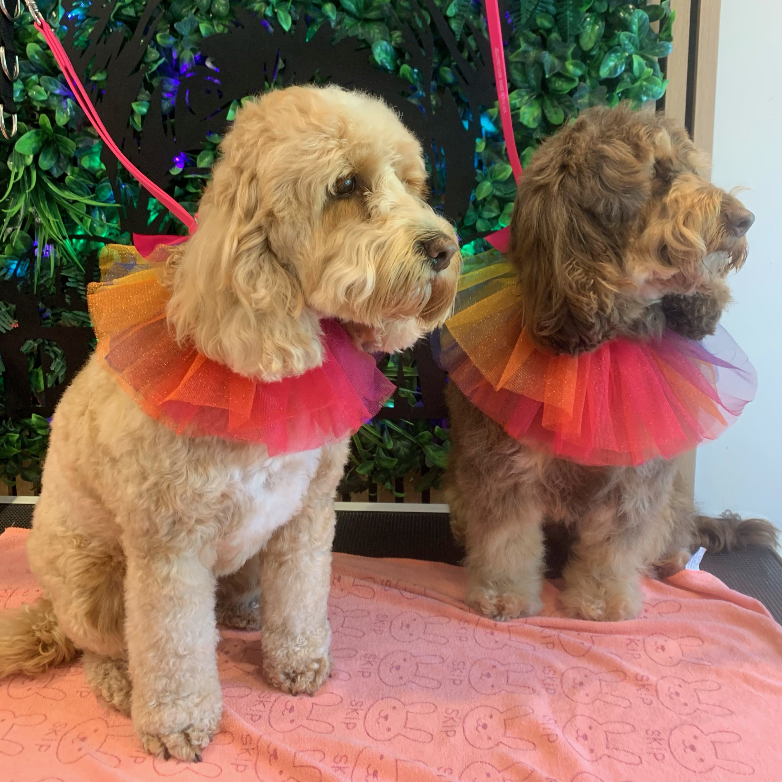 Wren & Orla - Wash & Go