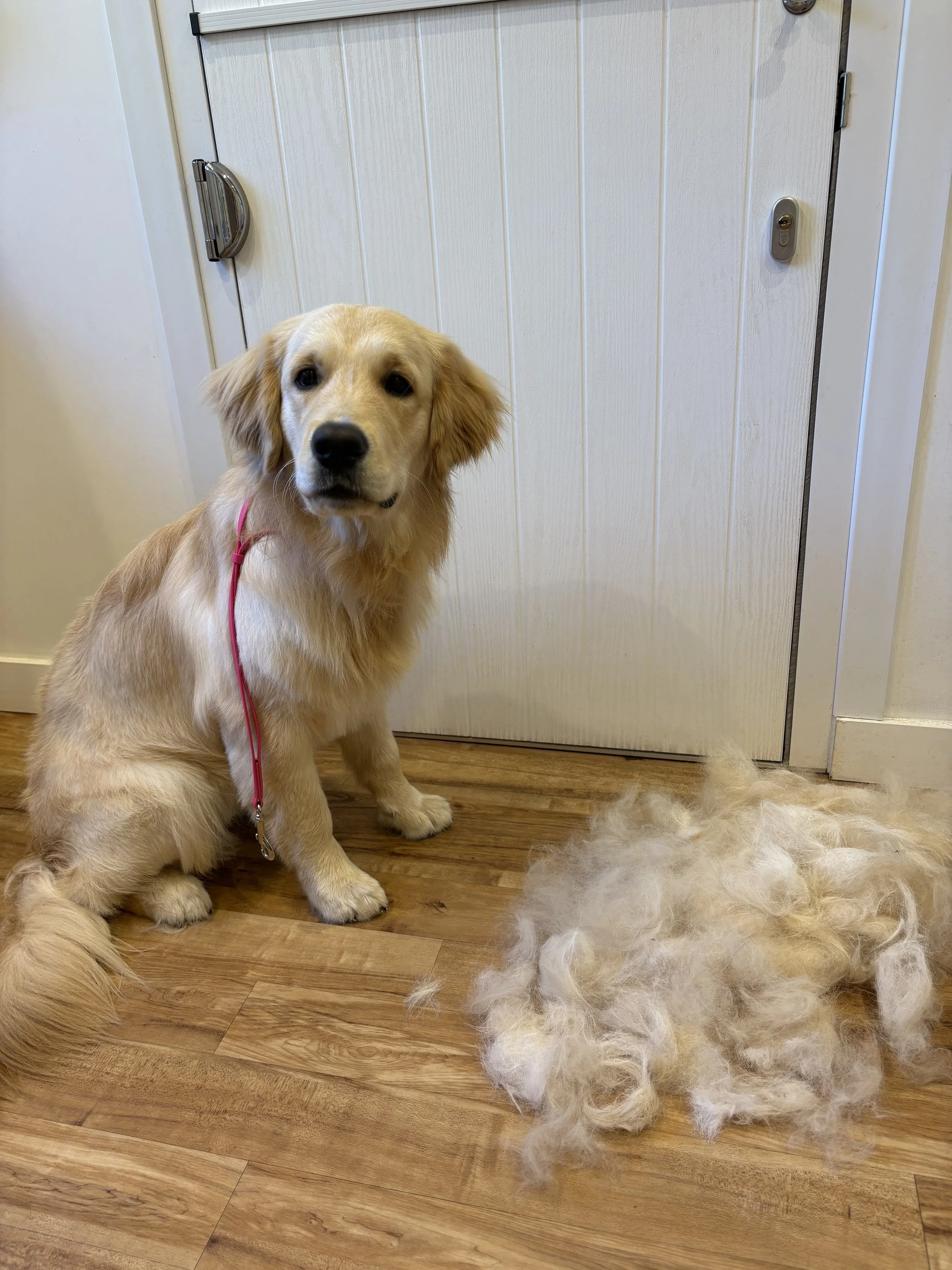 Zuko - Full Groom