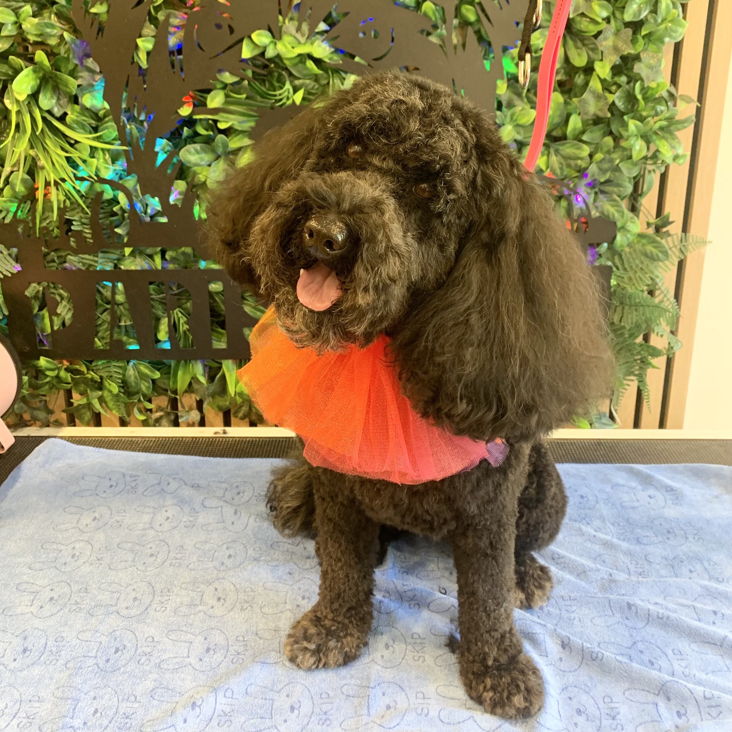 Gertie - Full Groom