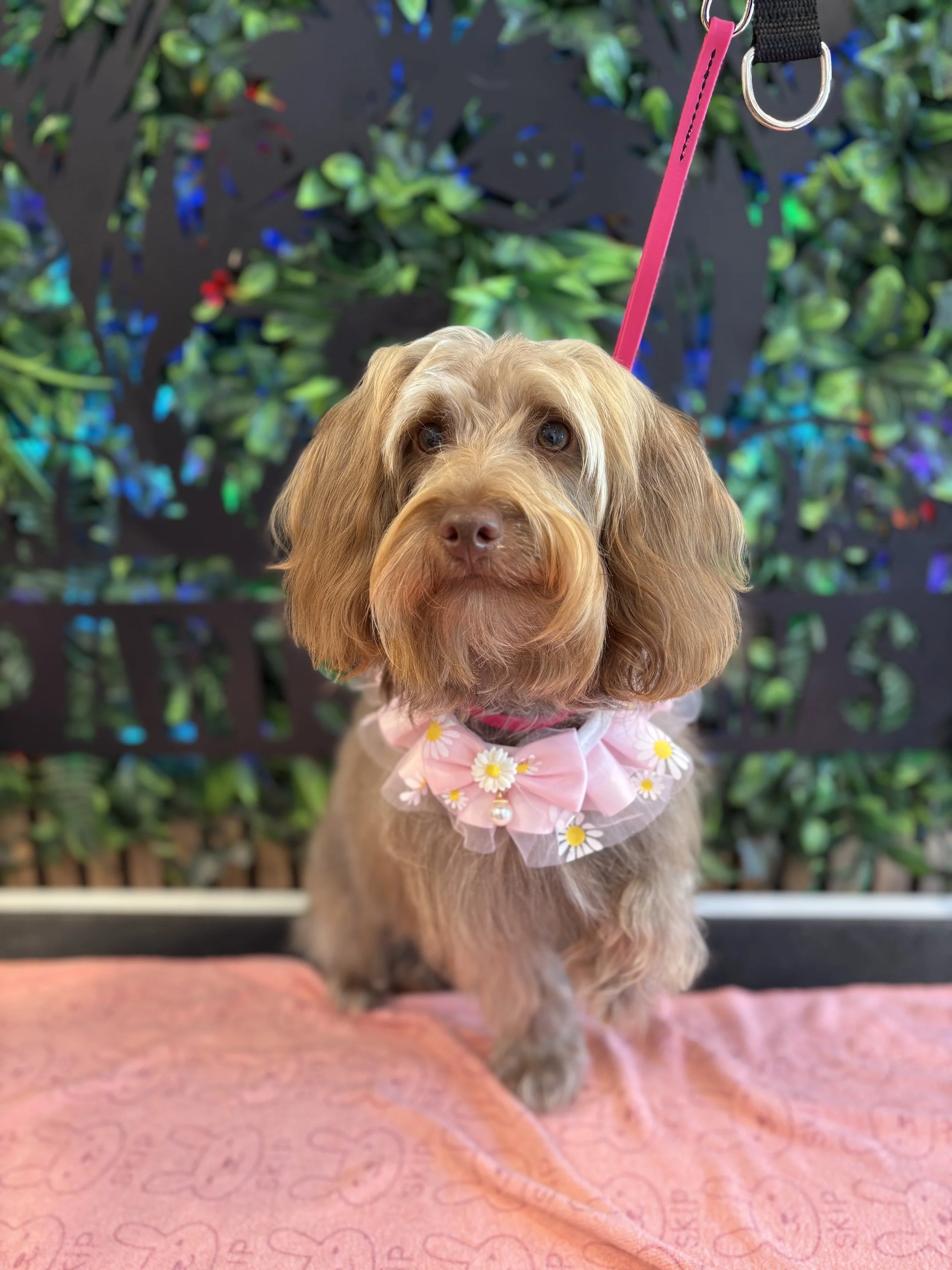 Pippa - Full Groom
