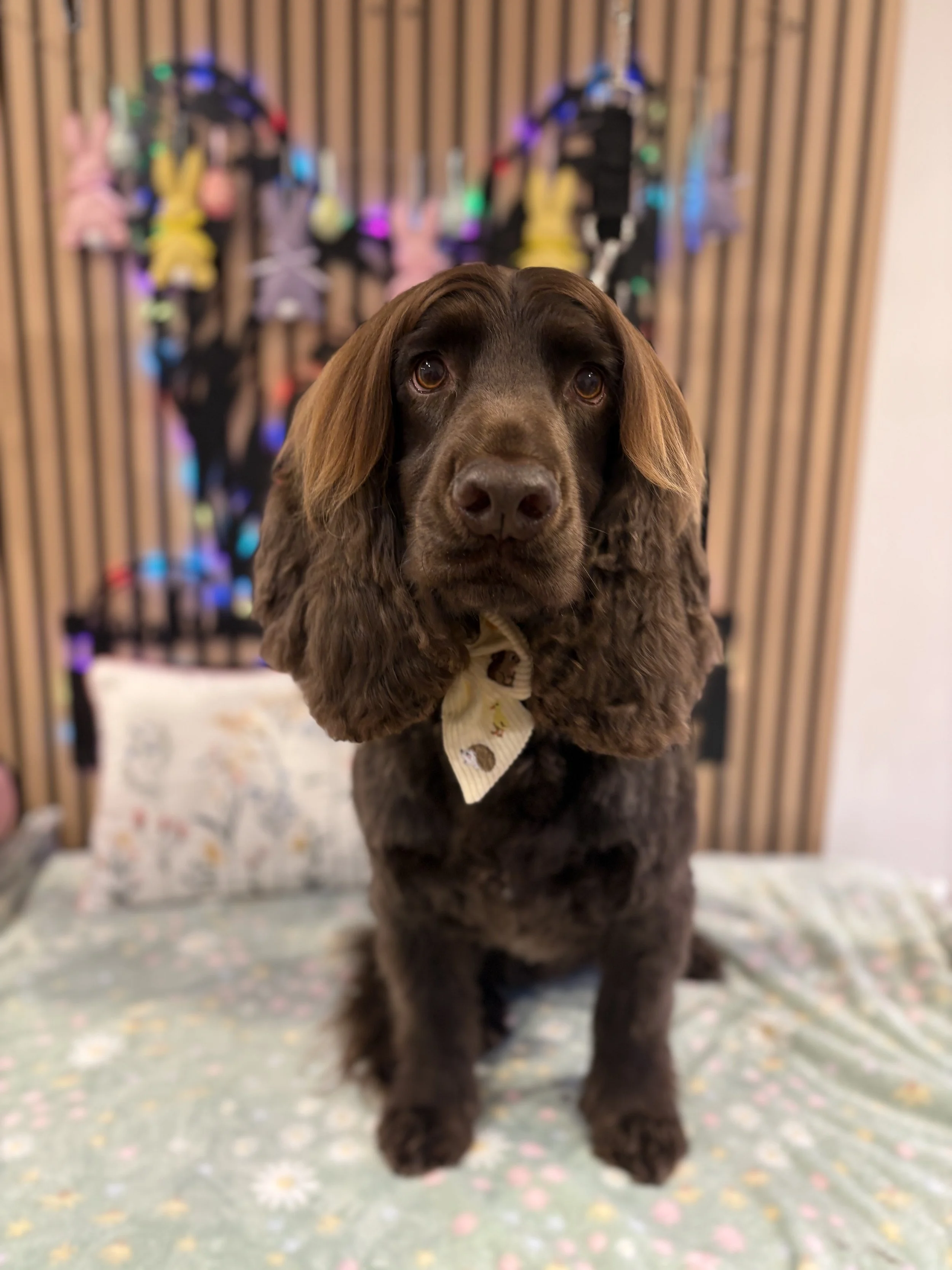 Otto - Full Groom