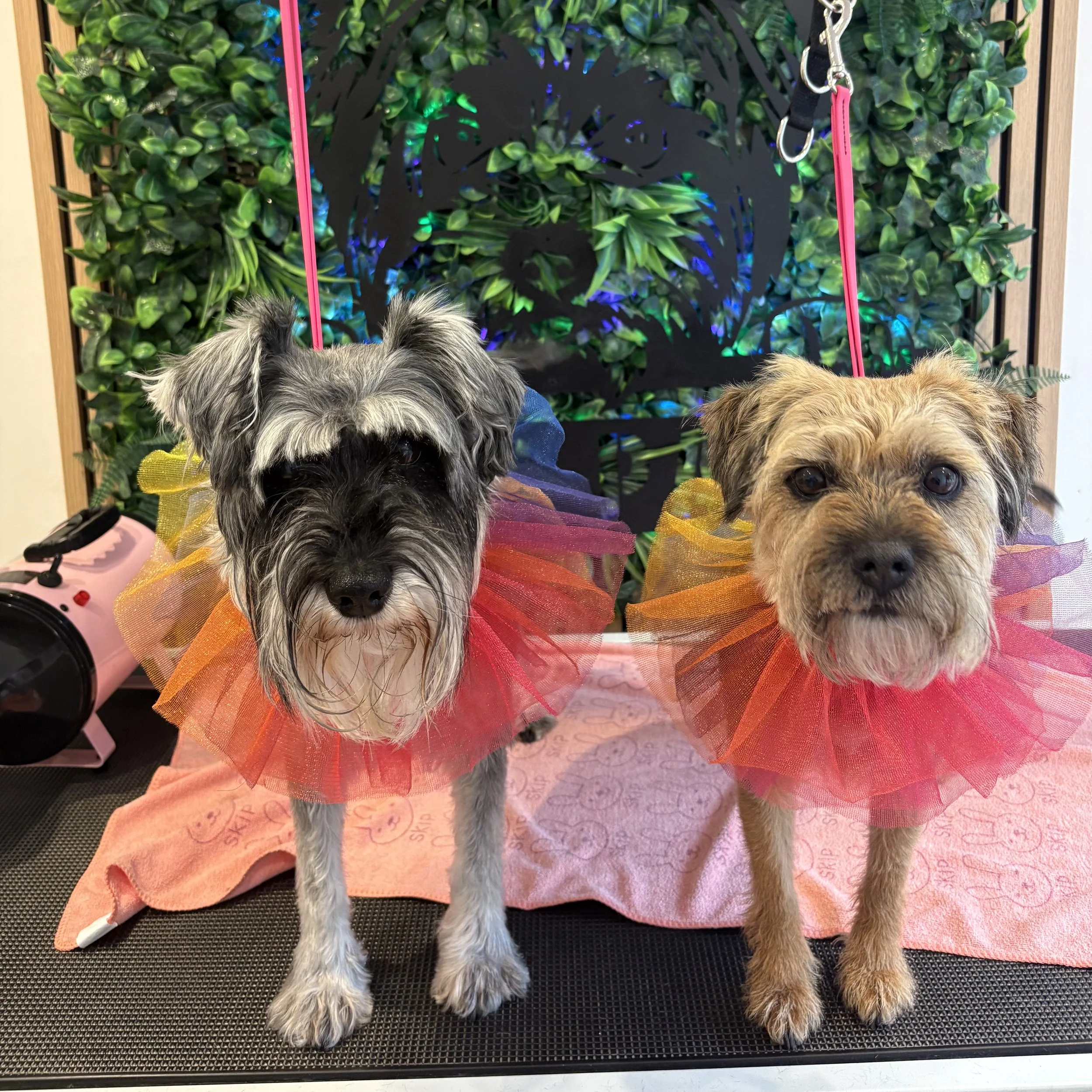 Storm & Raven - Full Groom