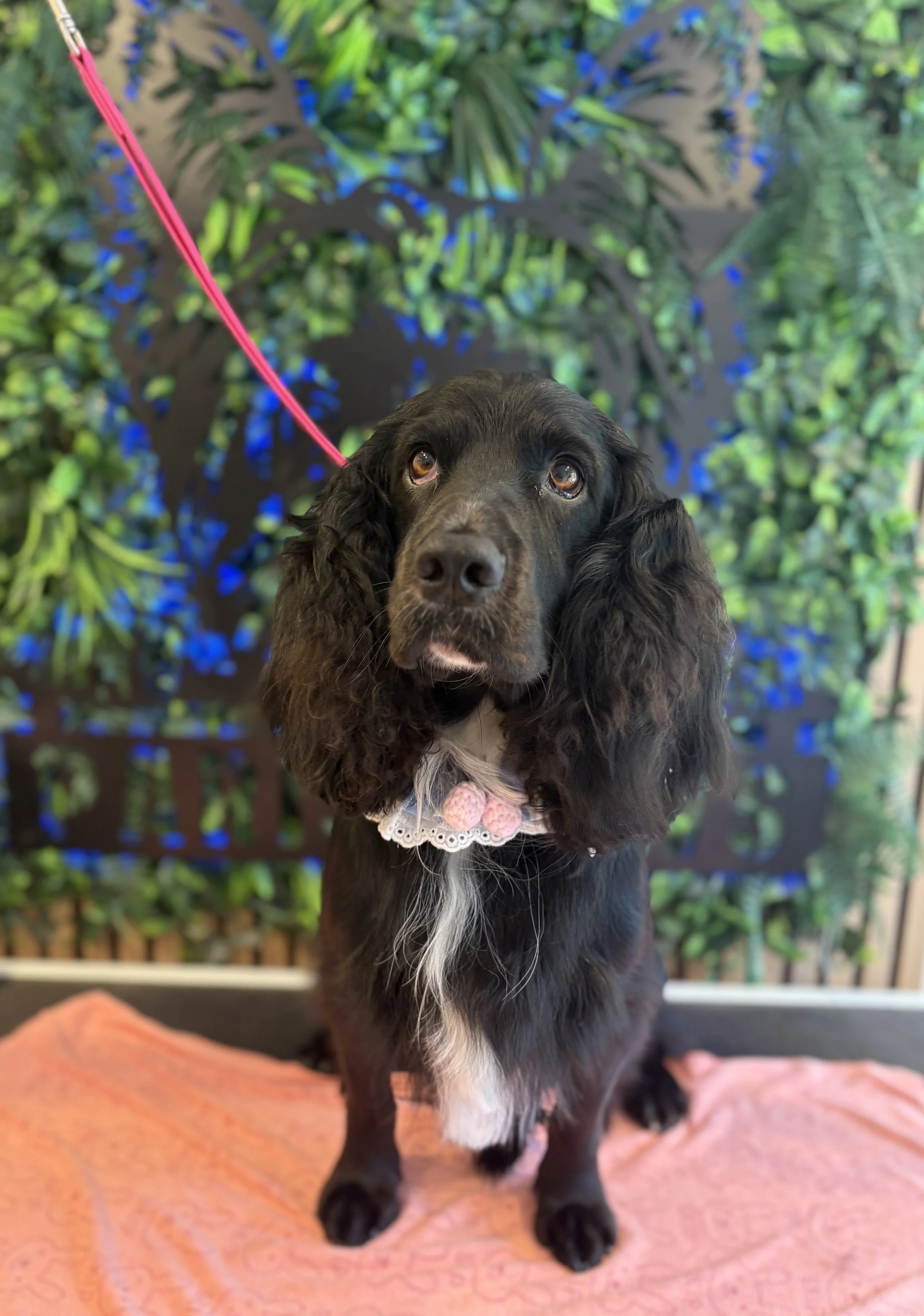 Louie - Full Groom