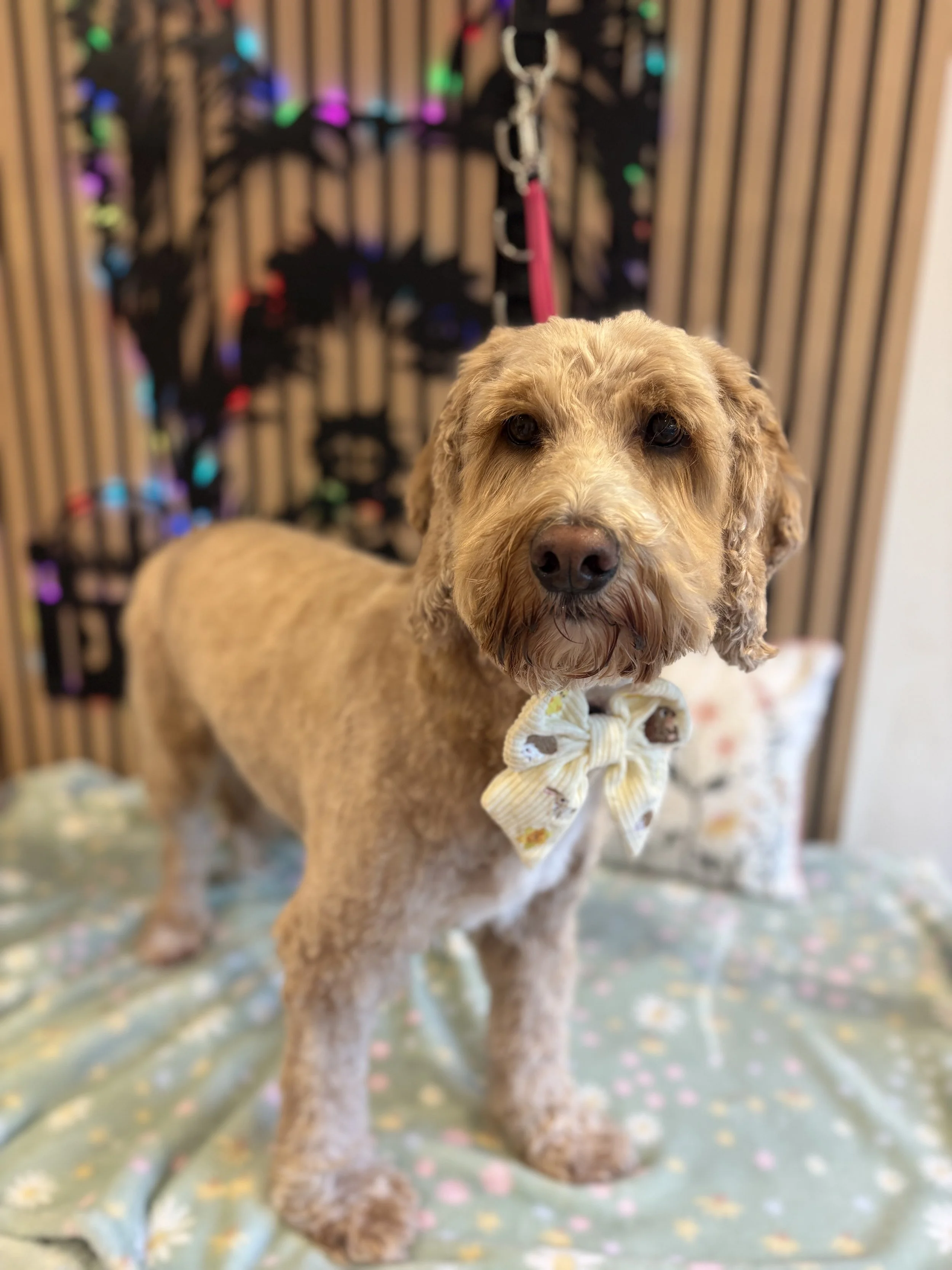 Milo - Full Groom