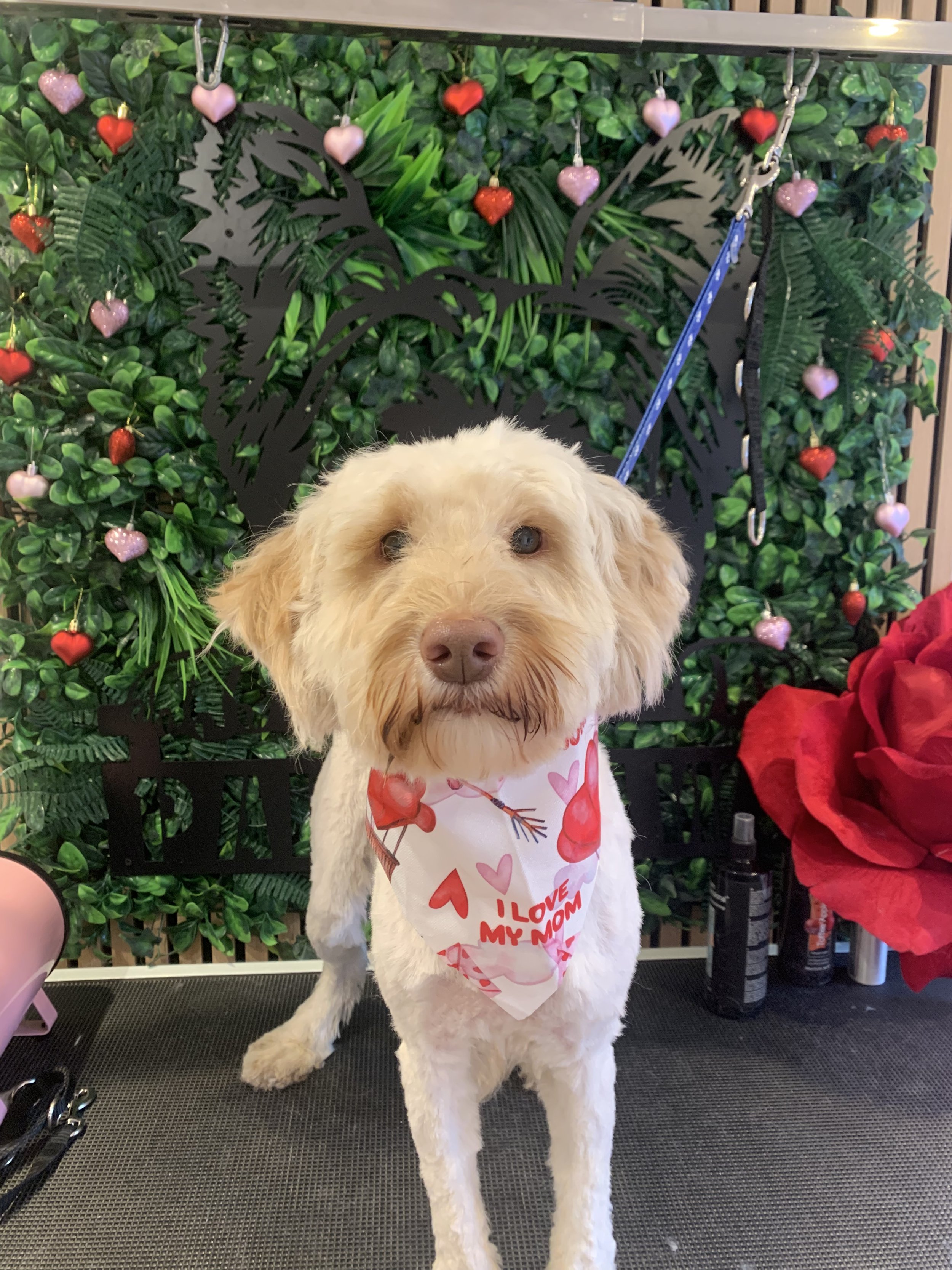 Bear - Full Groom