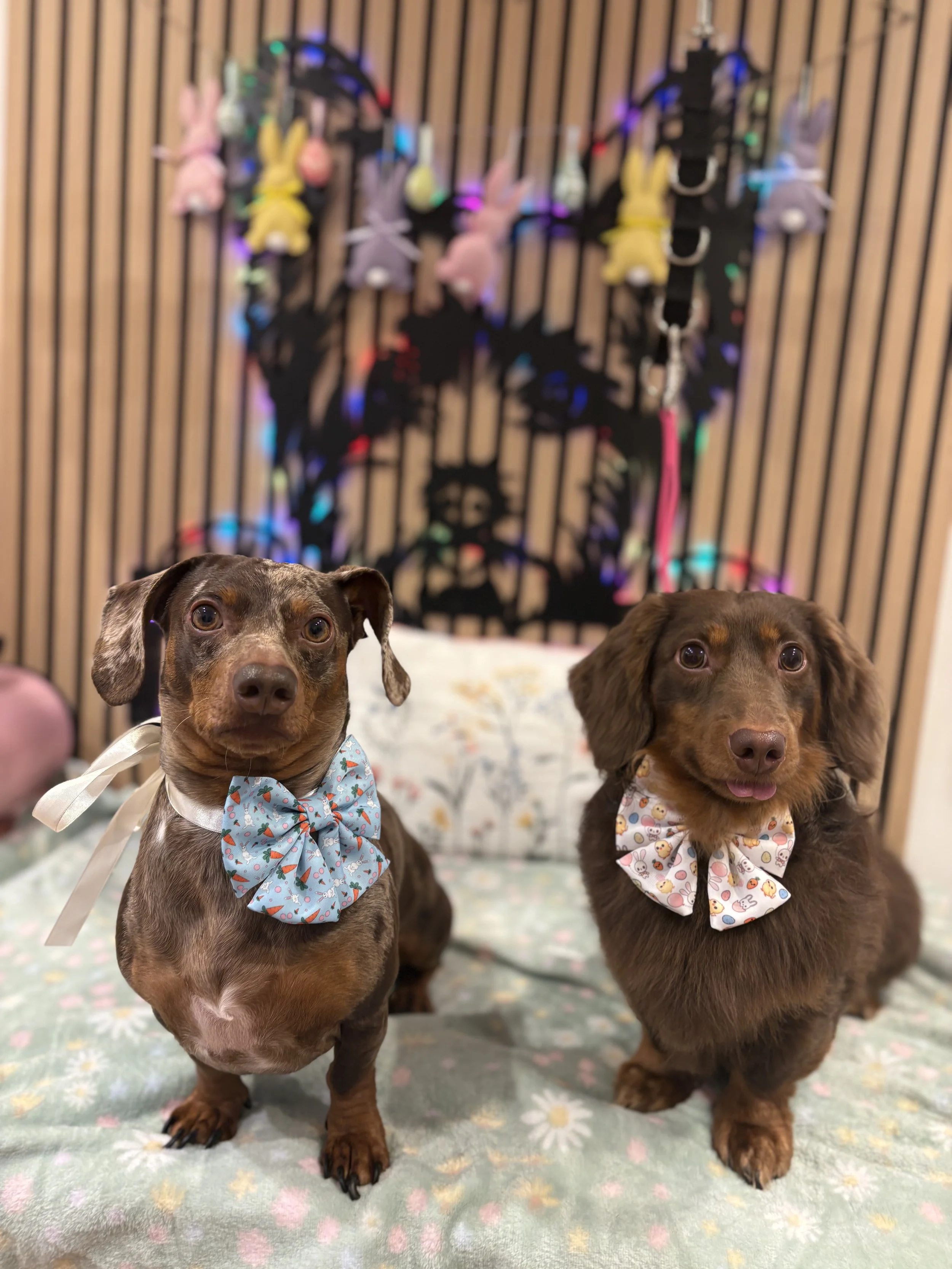 Arlo & Rolo - Full Groom