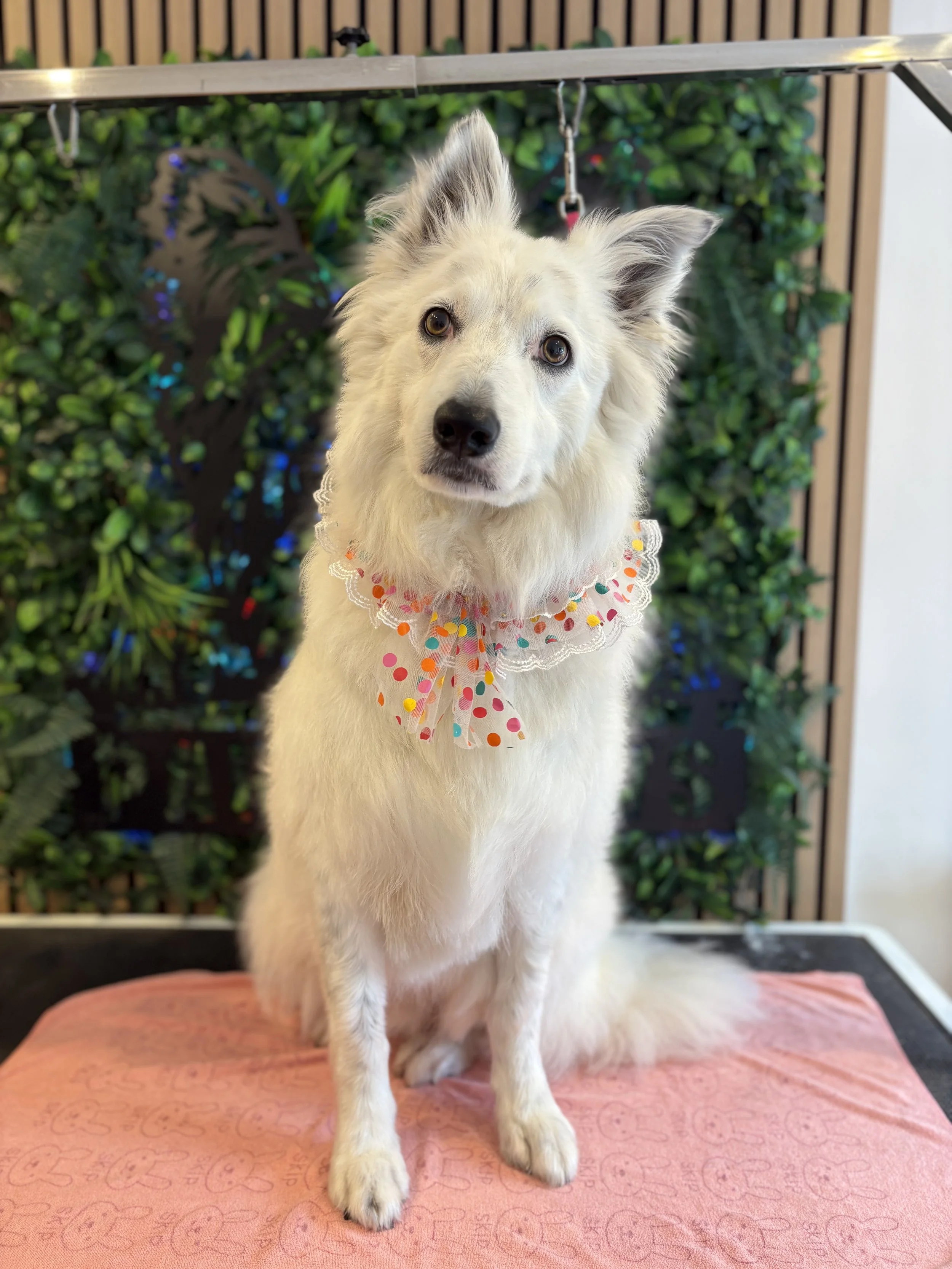 Finn - Full Groom