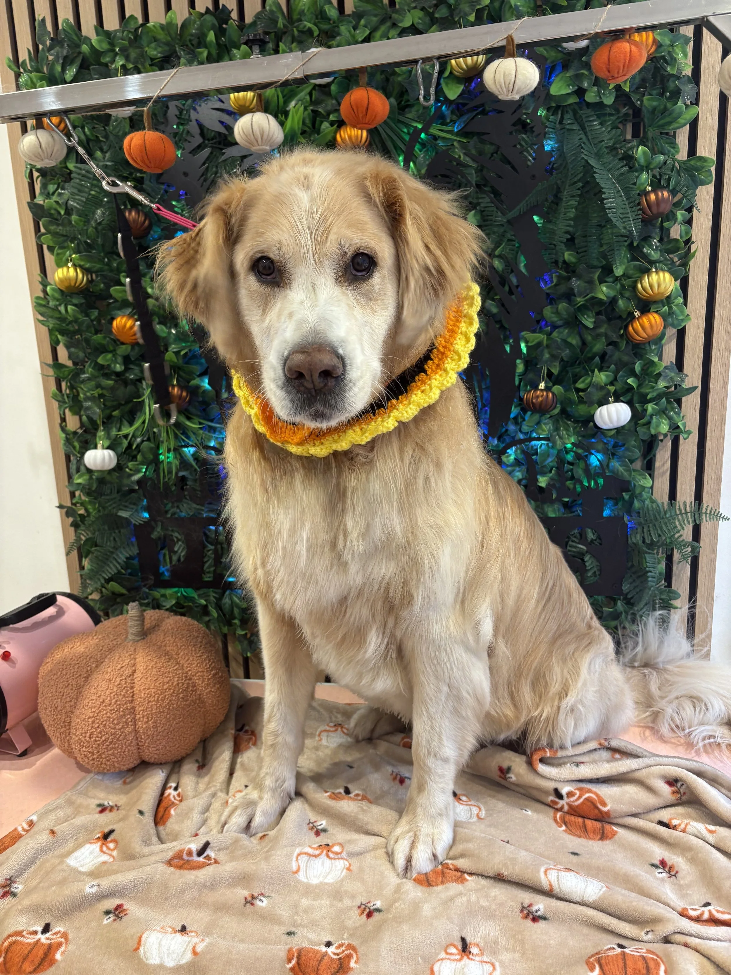 Ollie - Full Groom