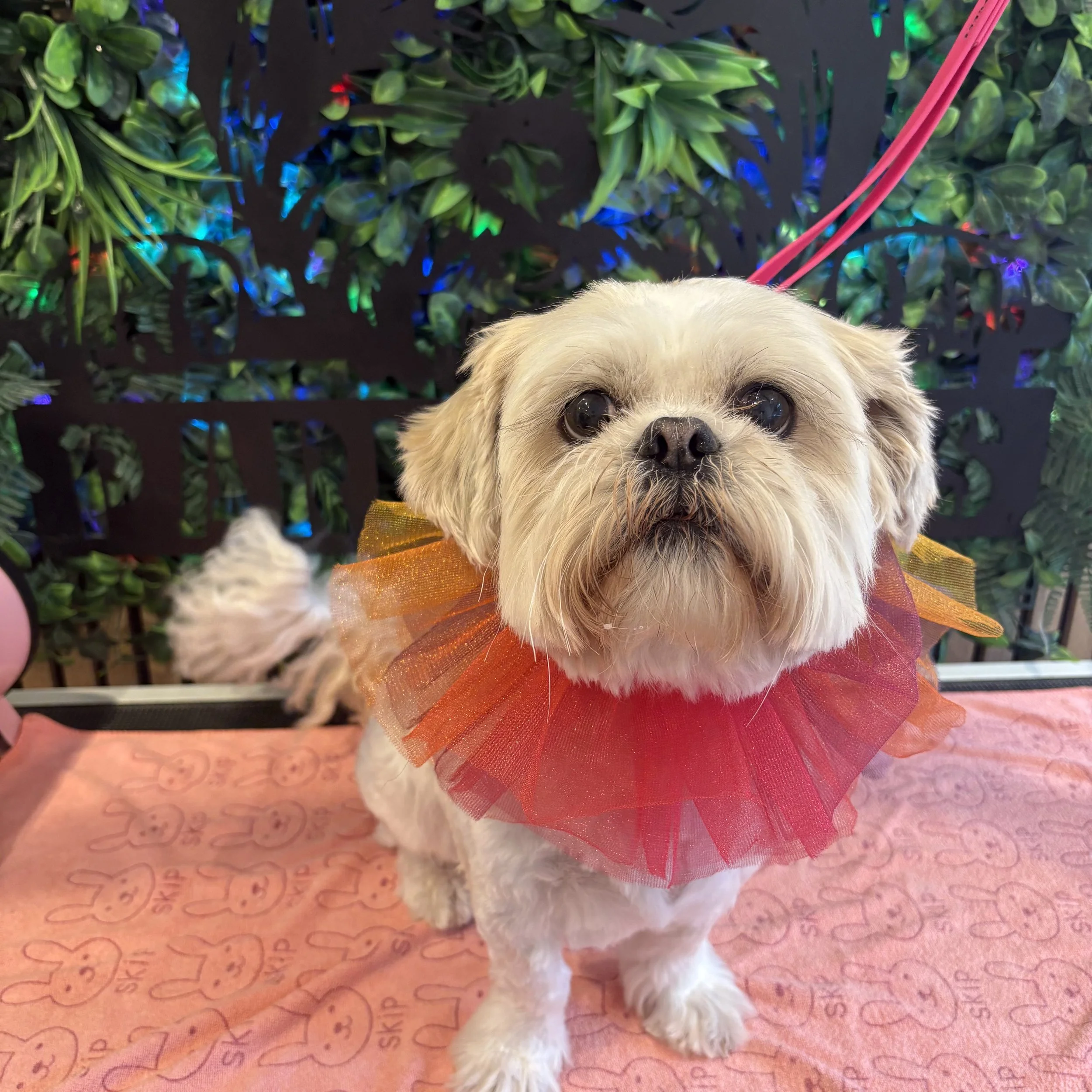Teddy - Full Groom
