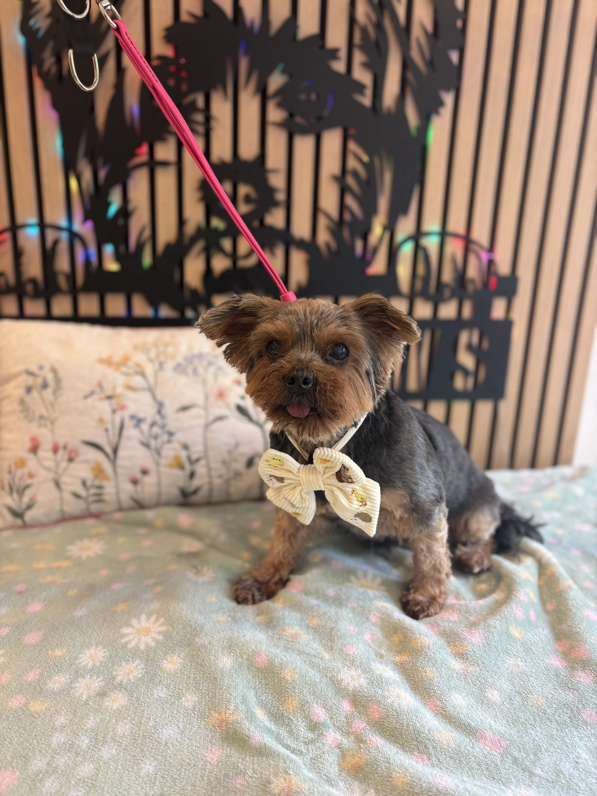 Sparkie - Full Groom