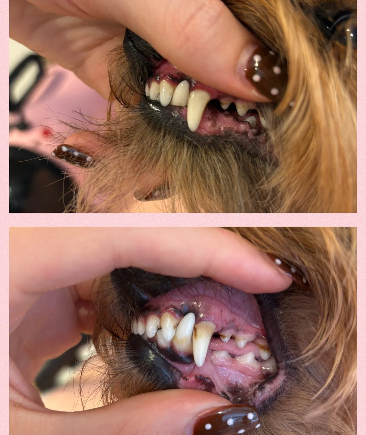 Audrey-Paris - Emmi-Pet Teeth Clean