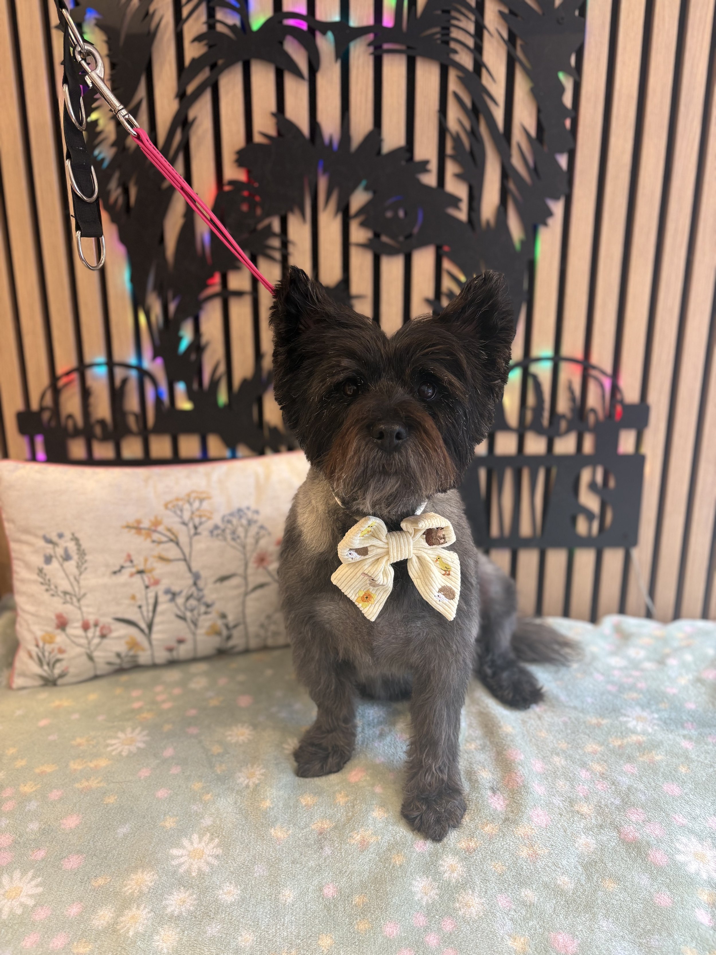 Bracken - Full Groom