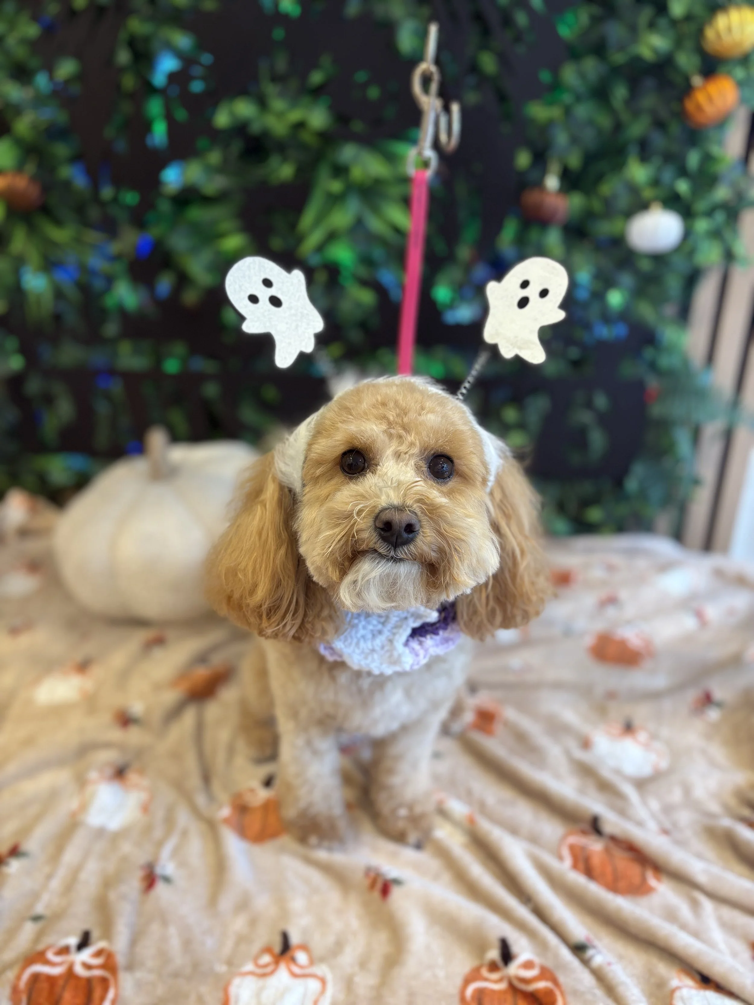 Daisy - Full Groom